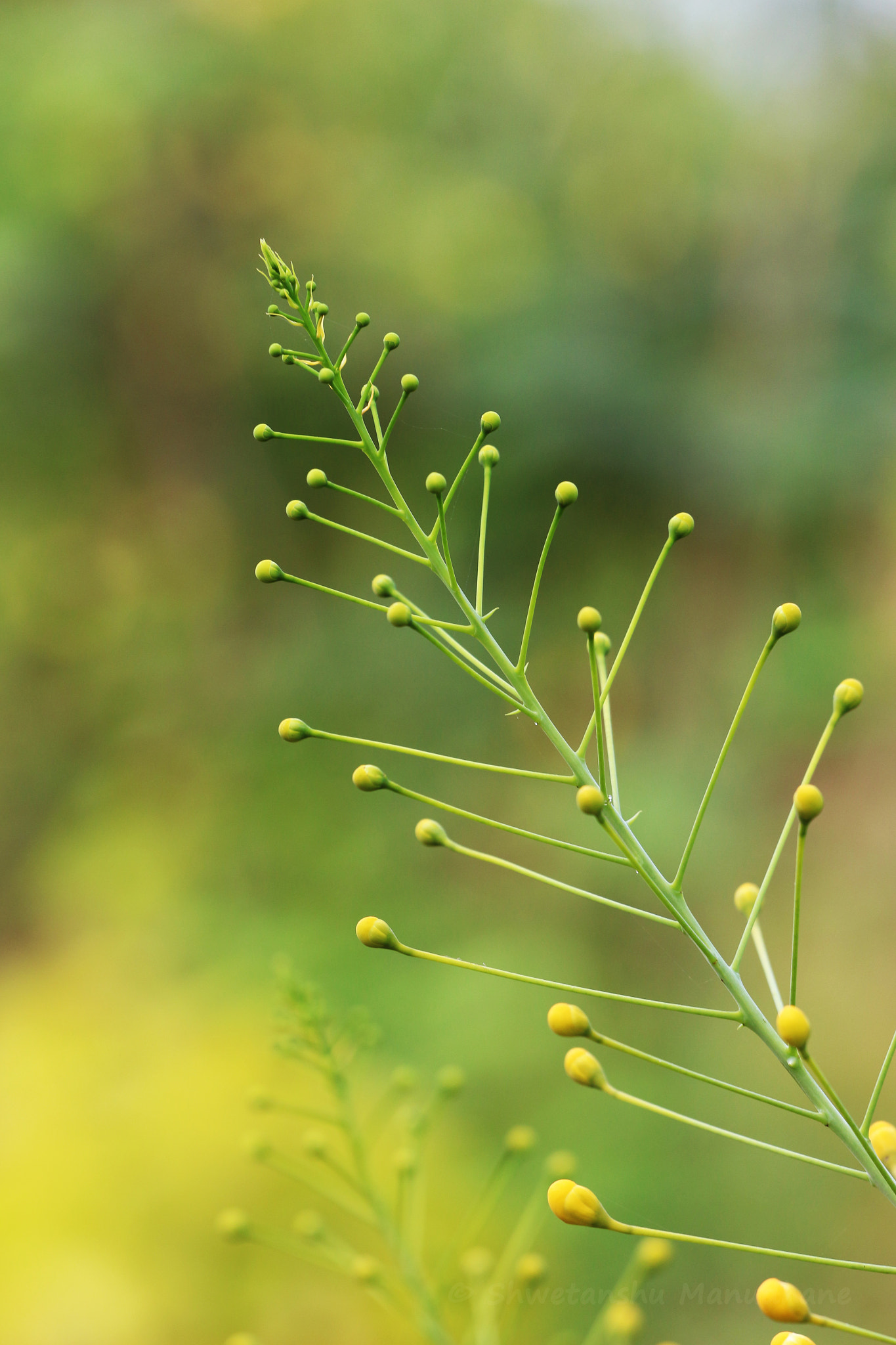 Canon EOS 700D (EOS Rebel T5i / EOS Kiss X7i) + Canon EF 70-200mm F4L USM sample photo. Flower buds photography