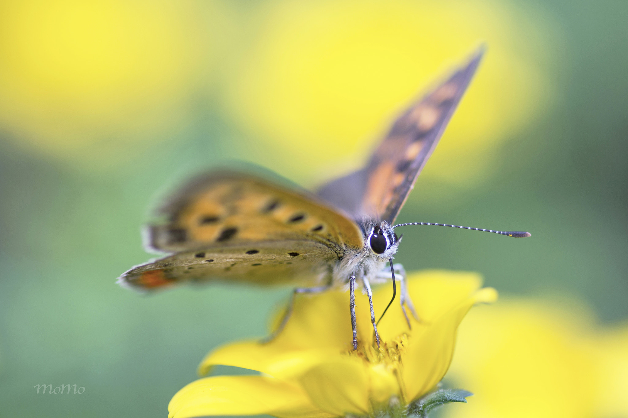 Tamron SP AF 90mm F2.8 Di Macro sample photo. Small copper☆+ﾟ photography