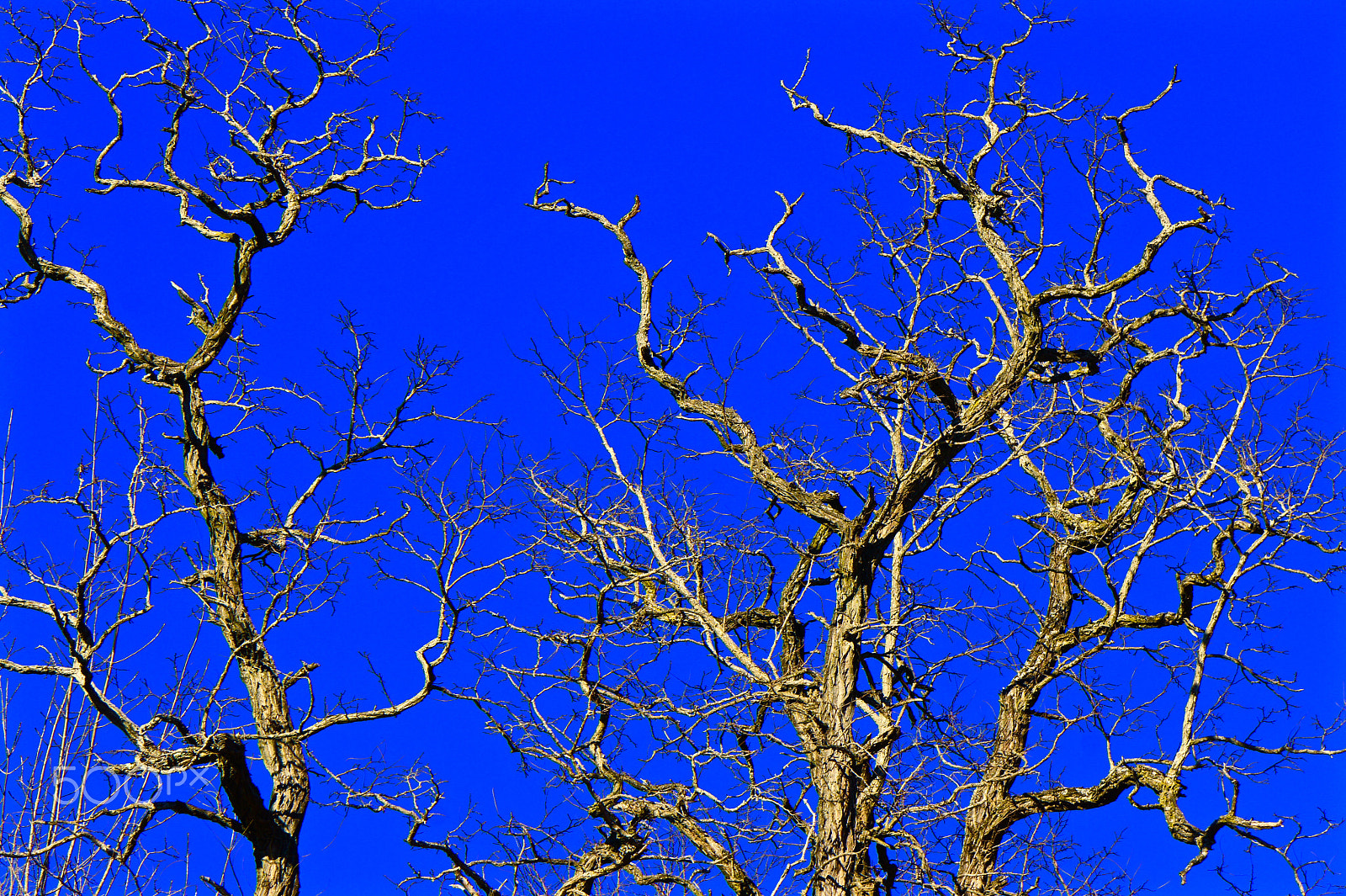 Sony Alpha NEX-3 sample photo. Curly trees photography