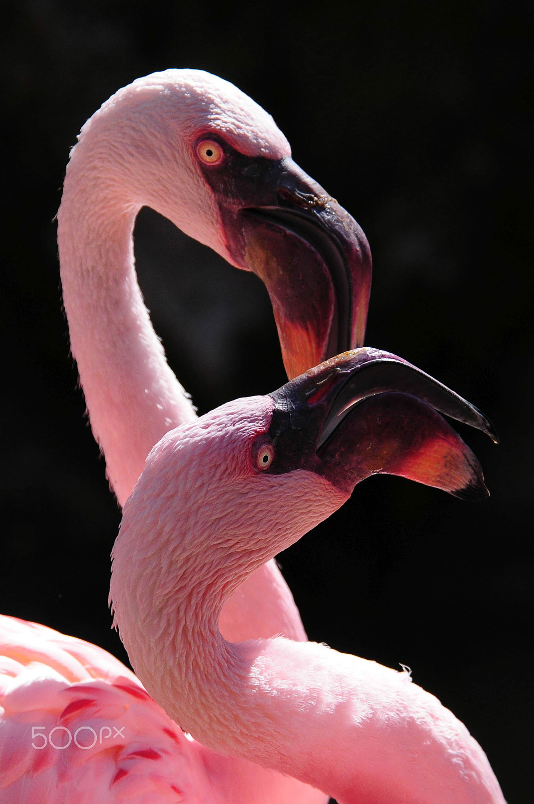 Nikon D300 sample photo. Little flamingos photography