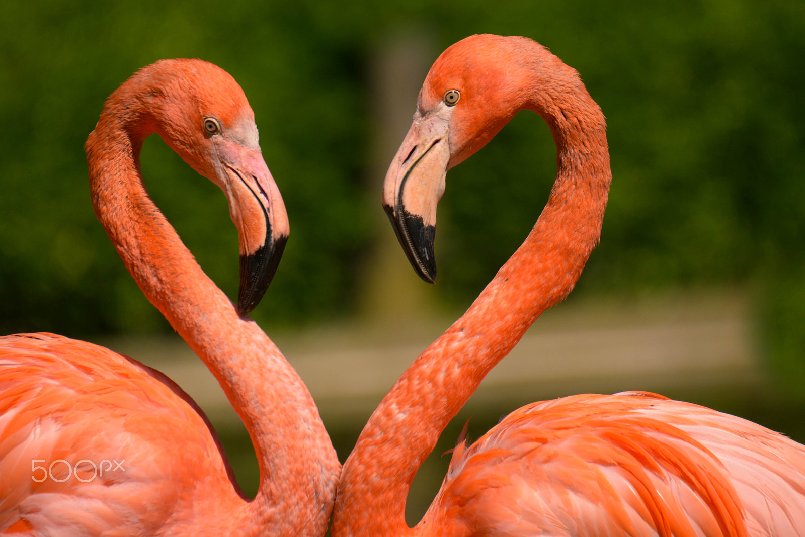 Nikon D800 + Sigma 50-500mm F4.5-6.3 DG OS HSM sample photo. Heart of flamingo photography