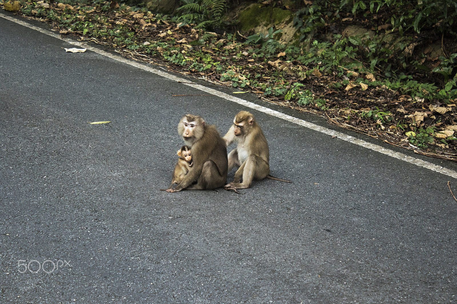 Canon EOS 7D Mark II + Canon EF-S 18-55mm F3.5-5.6 IS sample photo. Macaque photography