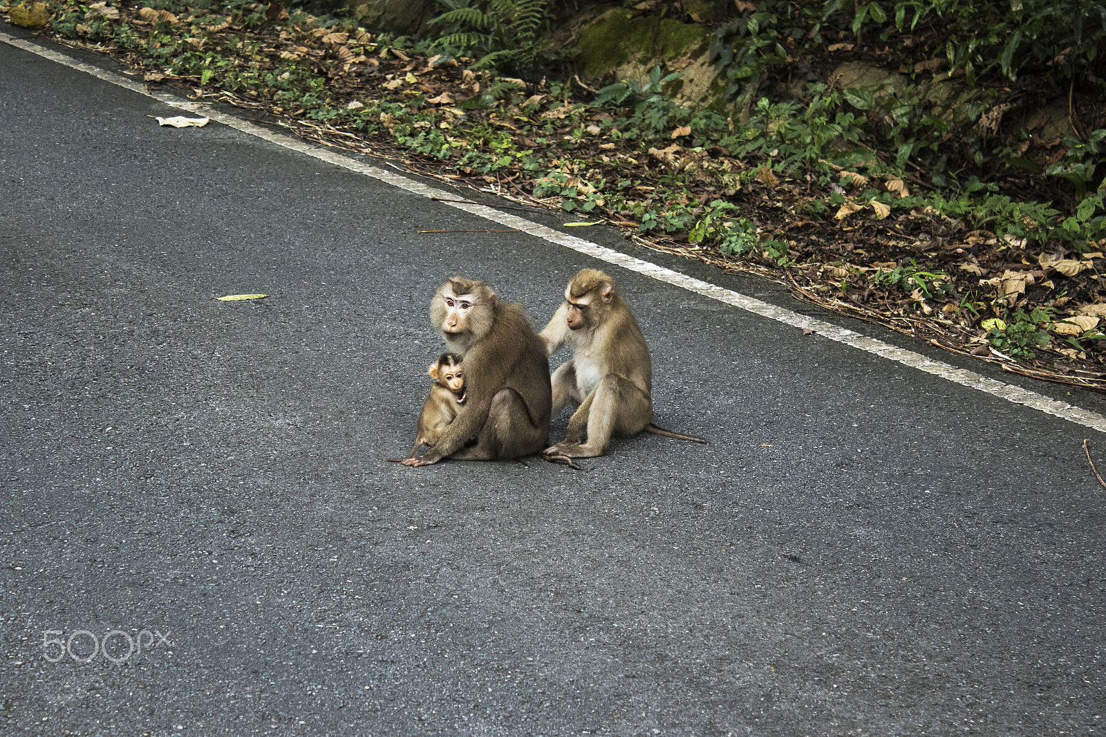 Canon EF-S 18-55mm F3.5-5.6 IS sample photo. Macaque photography