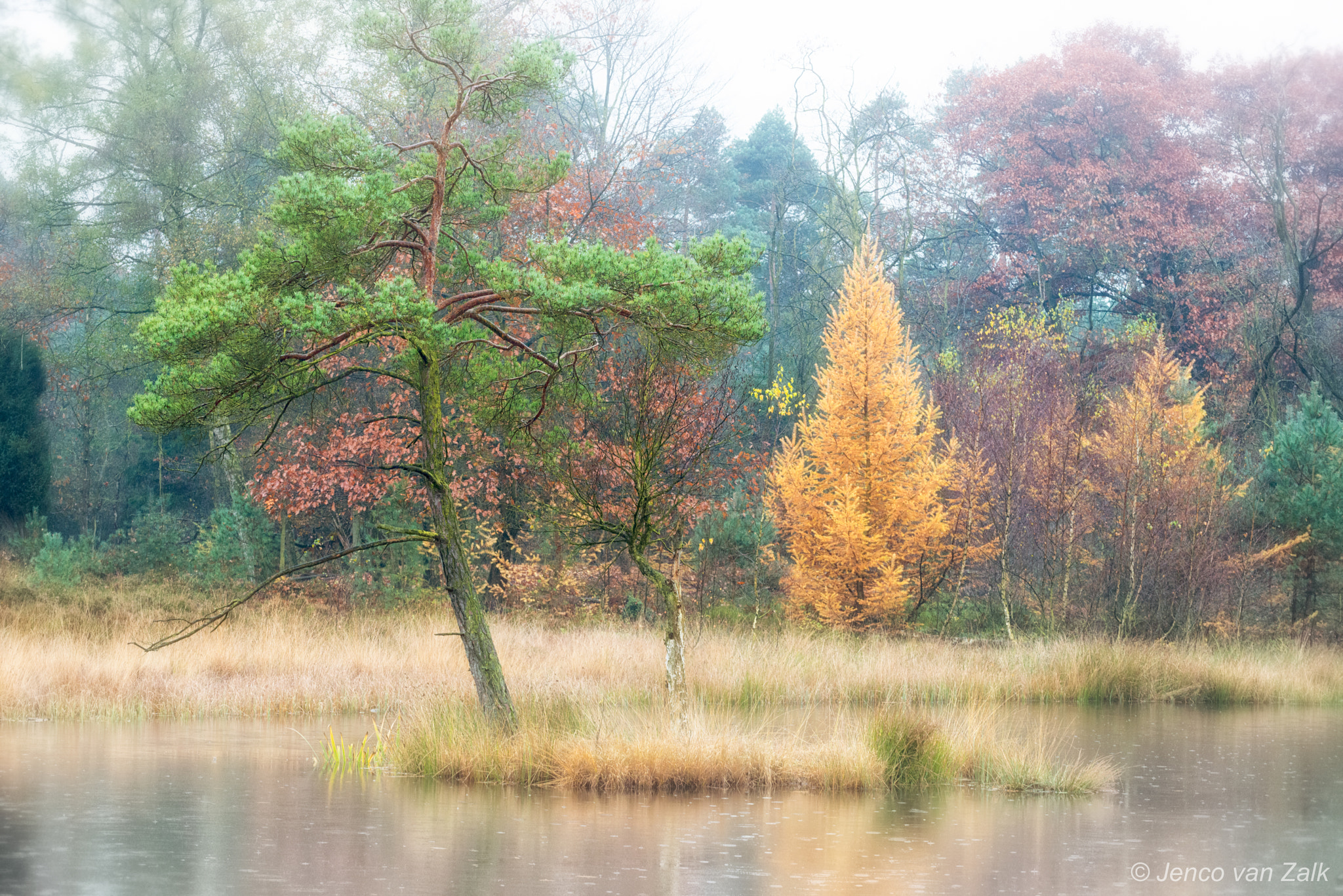 Nikon D800E sample photo. Lake with rain and colors photography