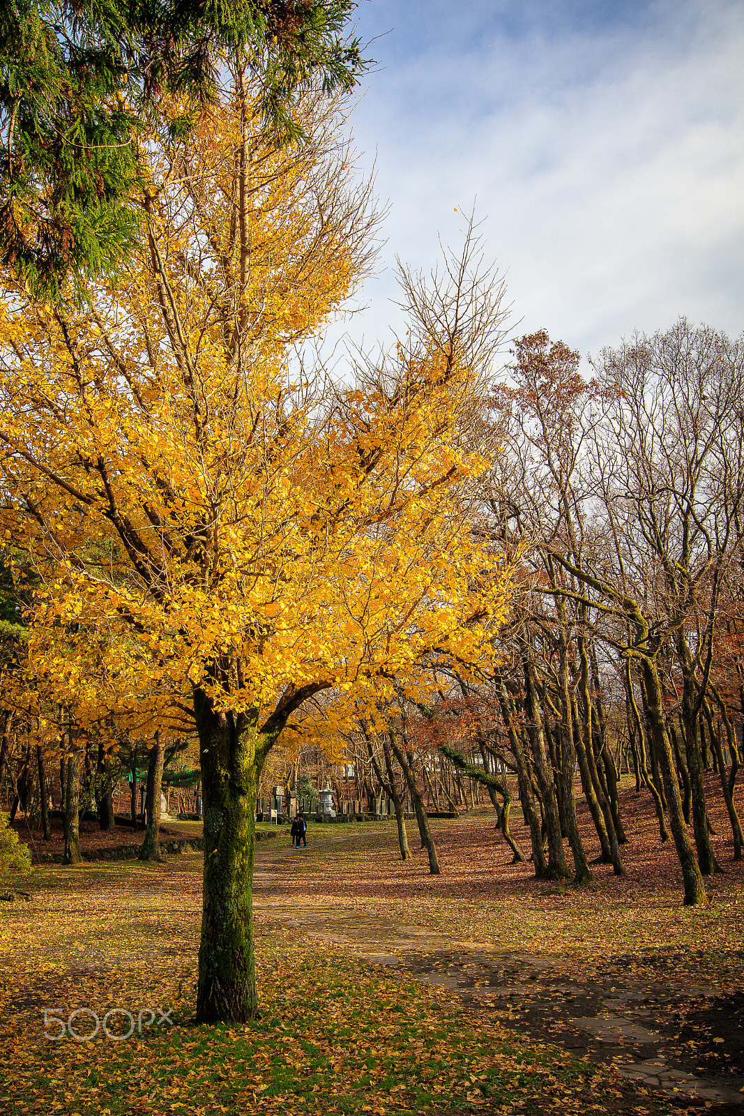 Canon EOS 80D + Tokina AT-X 11-20 F2.8 PRO DX Aspherical 11-20mm f/2.8 sample photo. Yellow autumn photography