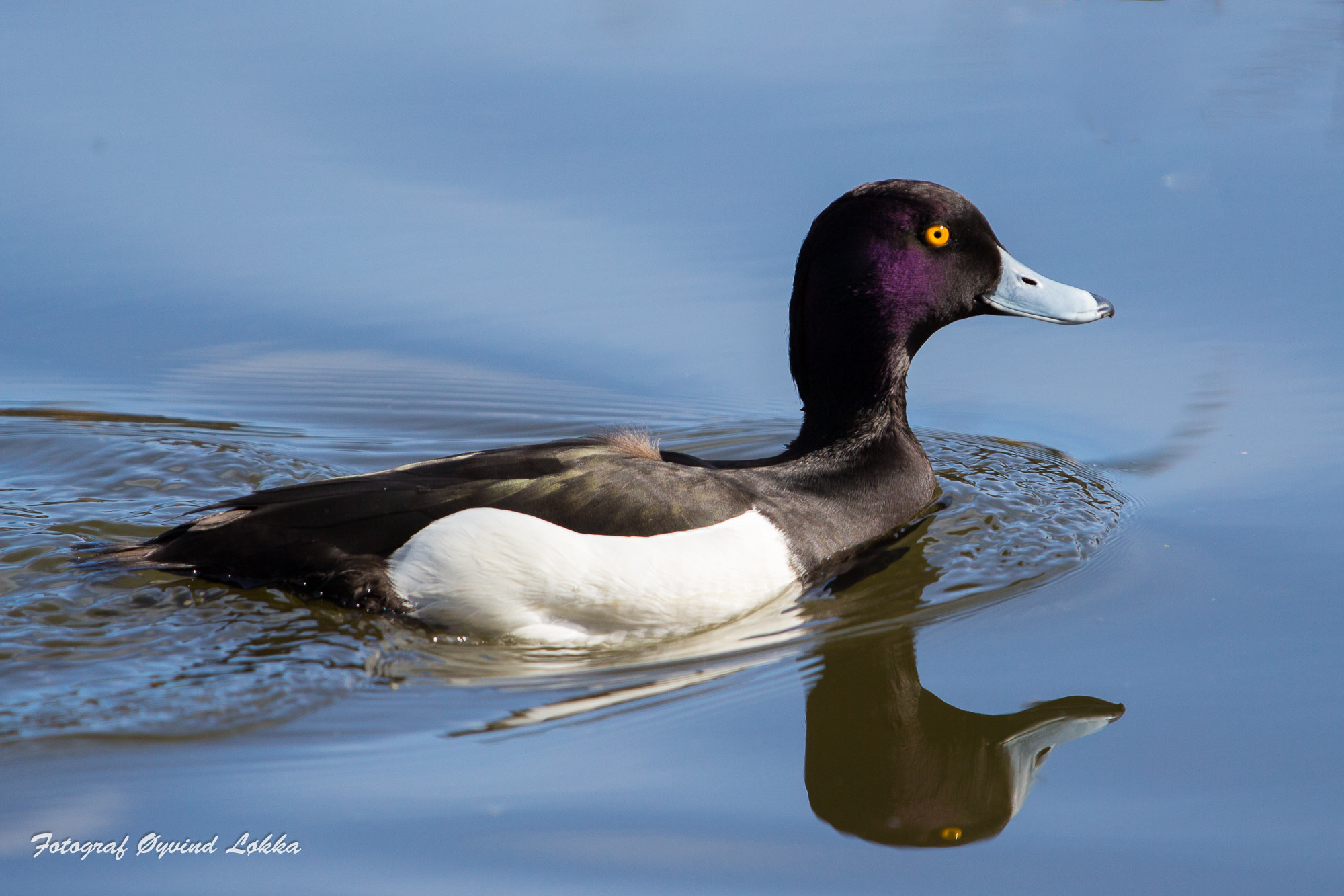 Canon EF 70-200mm F2.8L IS II USM sample photo. Beautiful duck photography