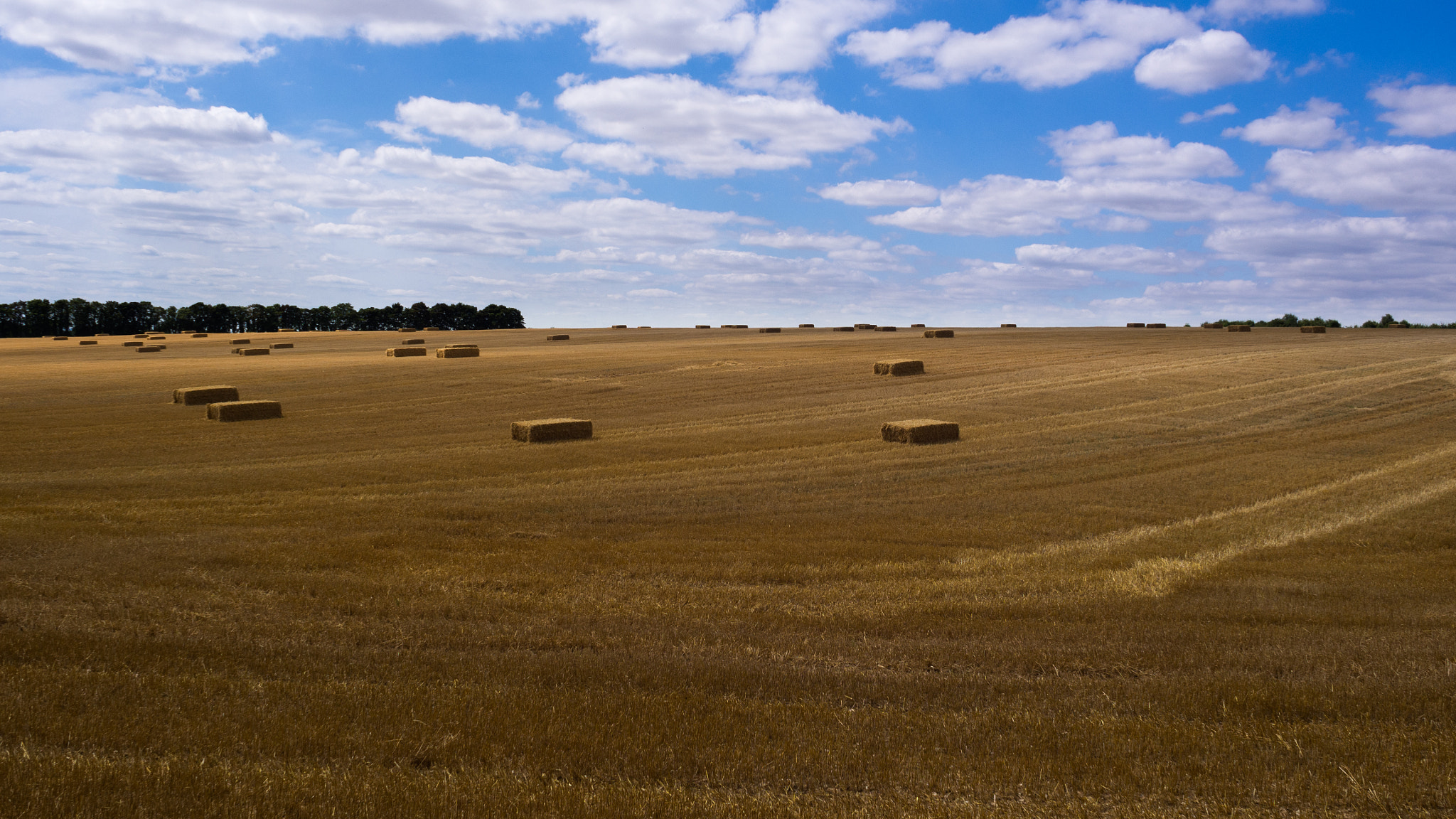 Olympus M.Zuiko Digital 17mm F2.8 Pancake sample photo. Goldbrick field photography