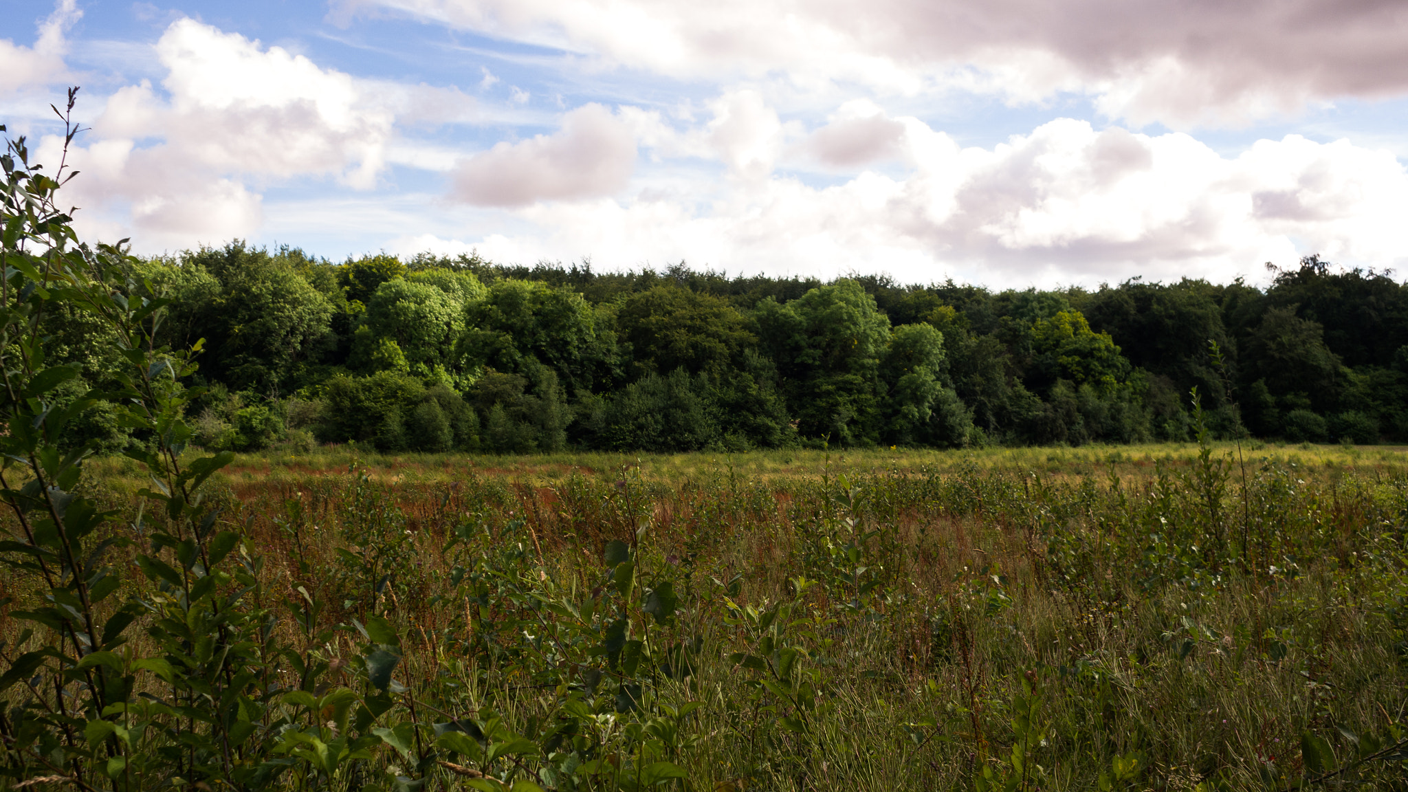 Olympus M.Zuiko Digital 17mm F2.8 Pancake sample photo. Wildsummer photography