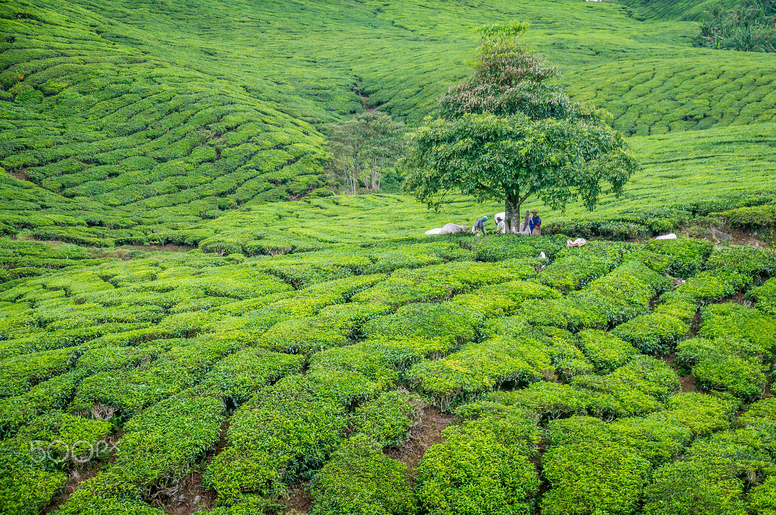 Sony SLT-A37 sample photo. Tree in tea plantation in cameron highlands photography