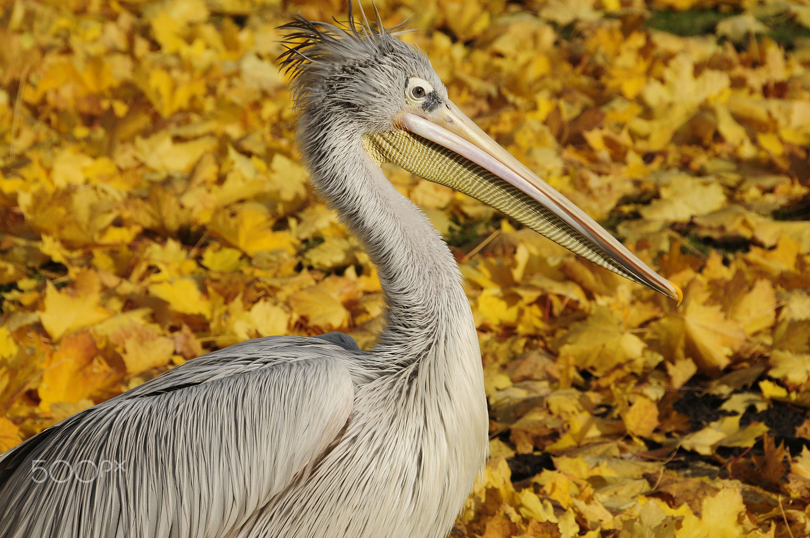 Nikon D300 sample photo. Autumn photography