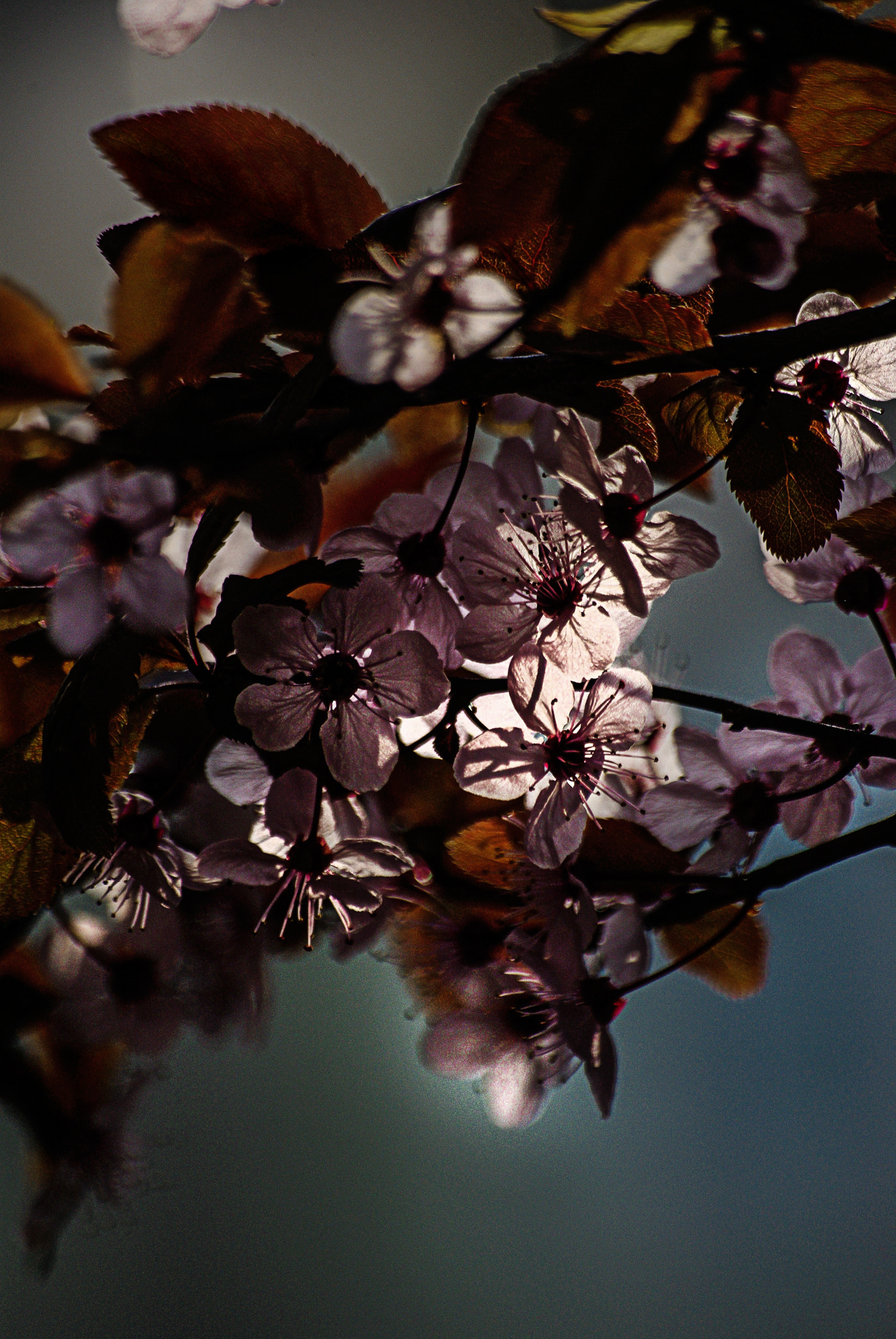 Pentax K200D + Sigma sample photo