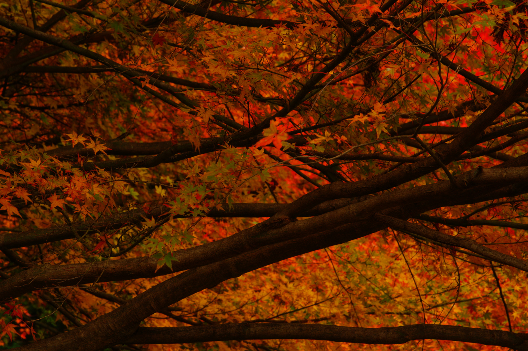 Pentax K-3 + smc PENTAX-FA* 80-200mm F2.8 ED[IF] sample photo. Colored leaves photography