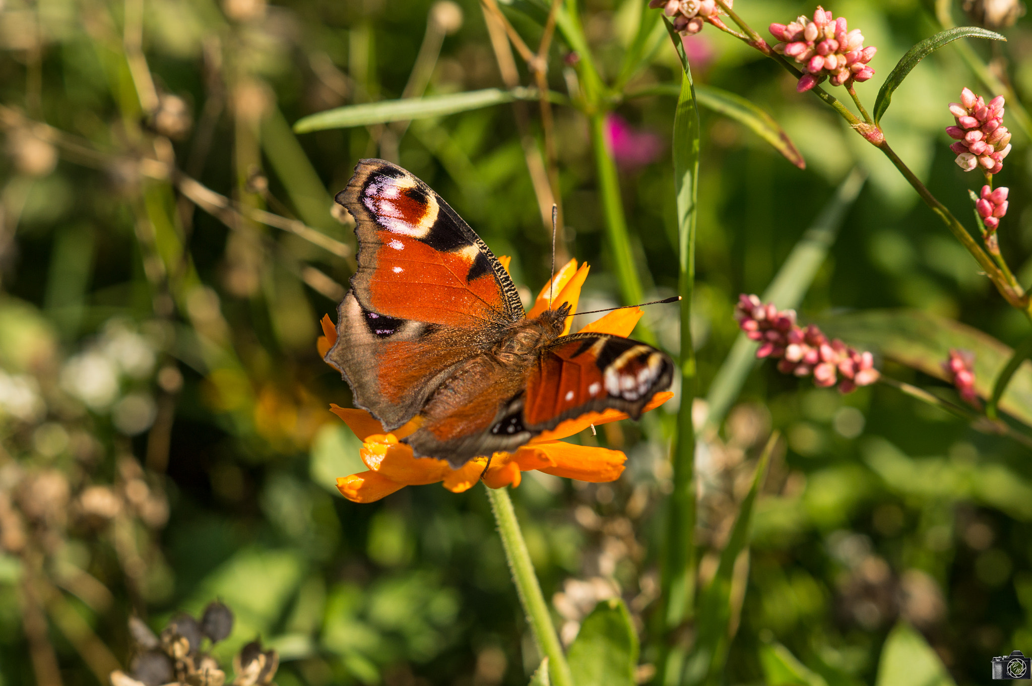 Sony SLT-A37 + Sony DT 50mm F1.8 SAM sample photo. Peacock  butterfly photography