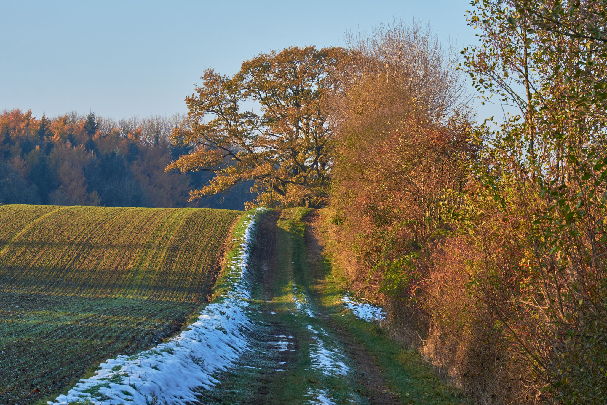 Fujifilm X-Pro2 sample photo. Autumn moode near by göldenitz (germany) photography