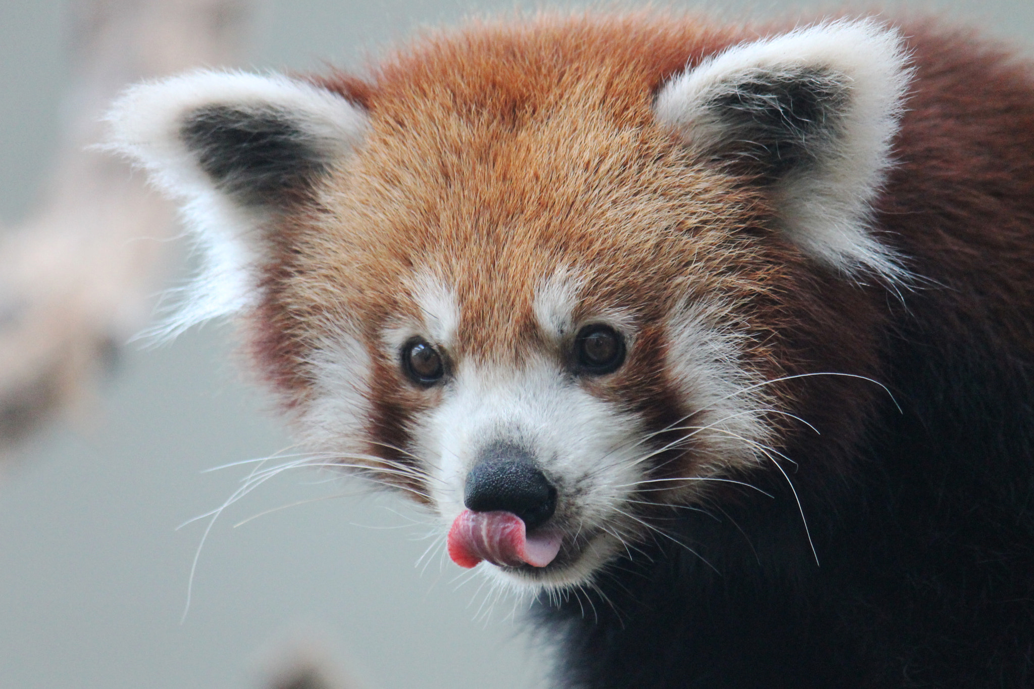 Canon EF-S 55-250mm F4-5.6 IS sample photo. Cuteness overload photography