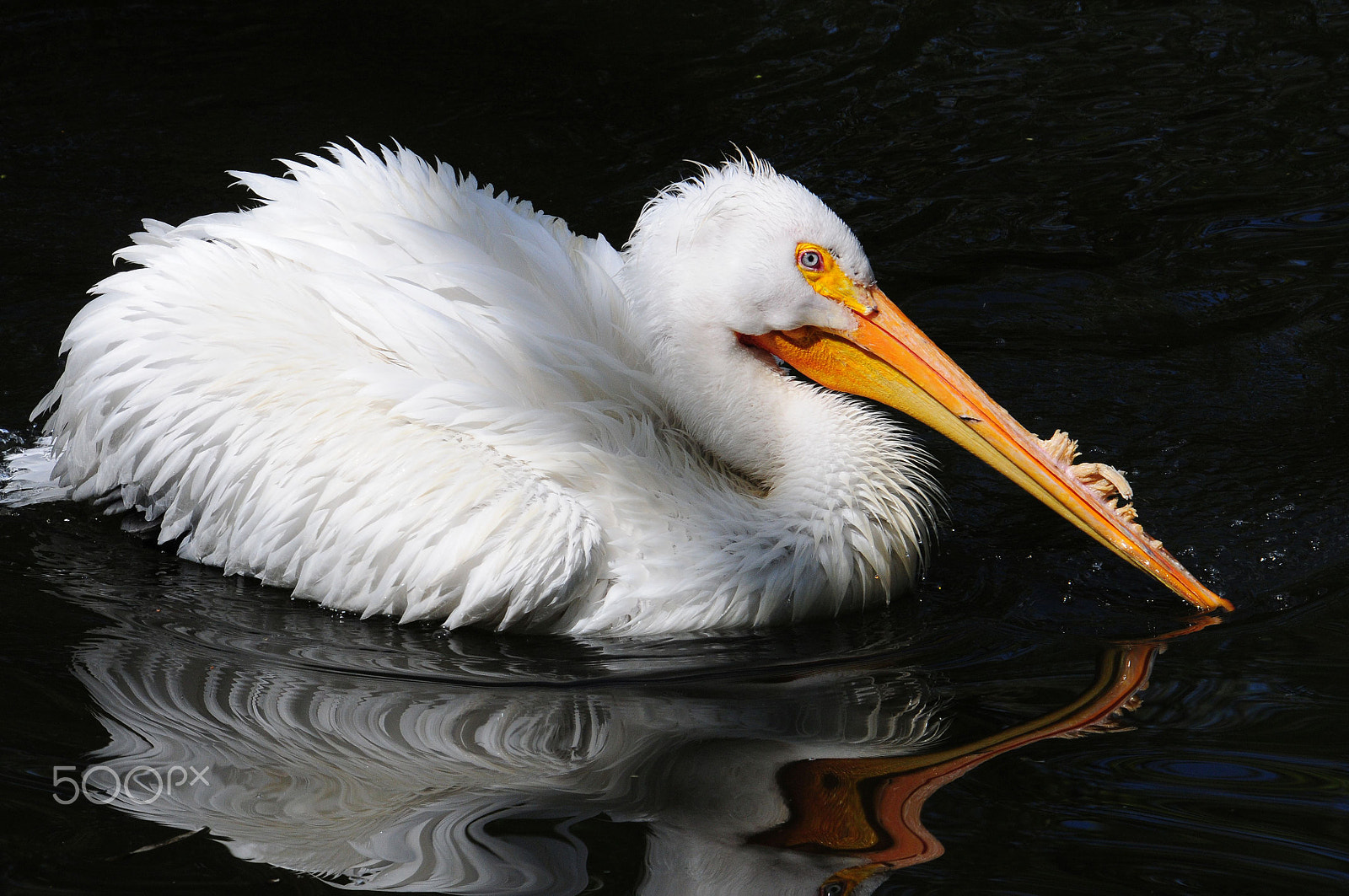 Nikon D300 sample photo. Pelican photography