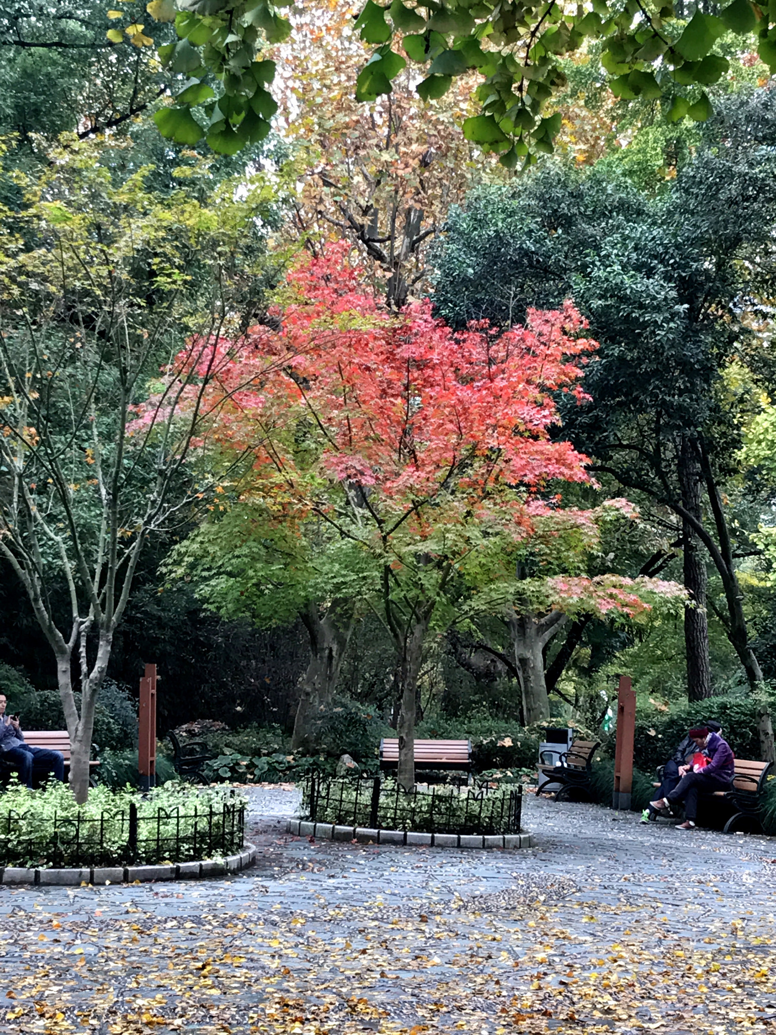 Apple iPhone9,1 sample photo. In the park 公园里 photography