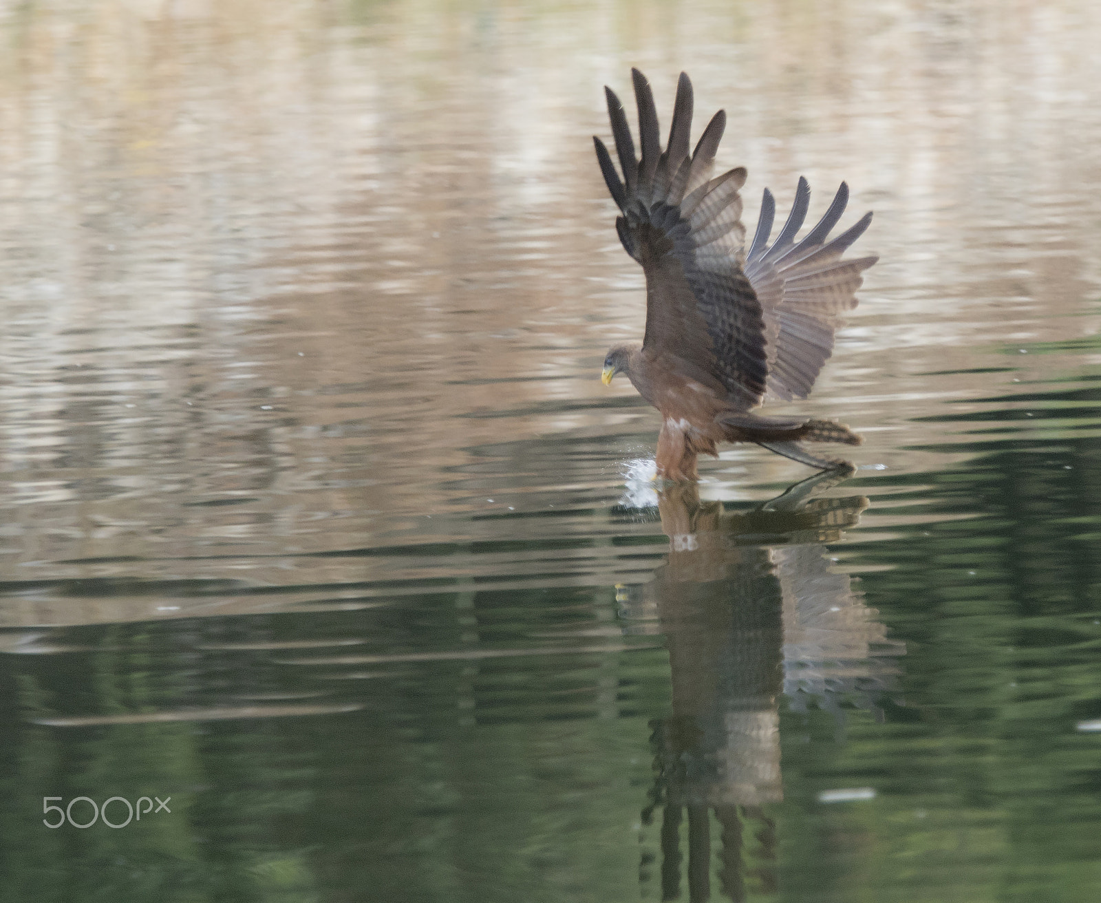 Canon EF 70-200mm F2.8L USM sample photo. Another type of fisherman photography