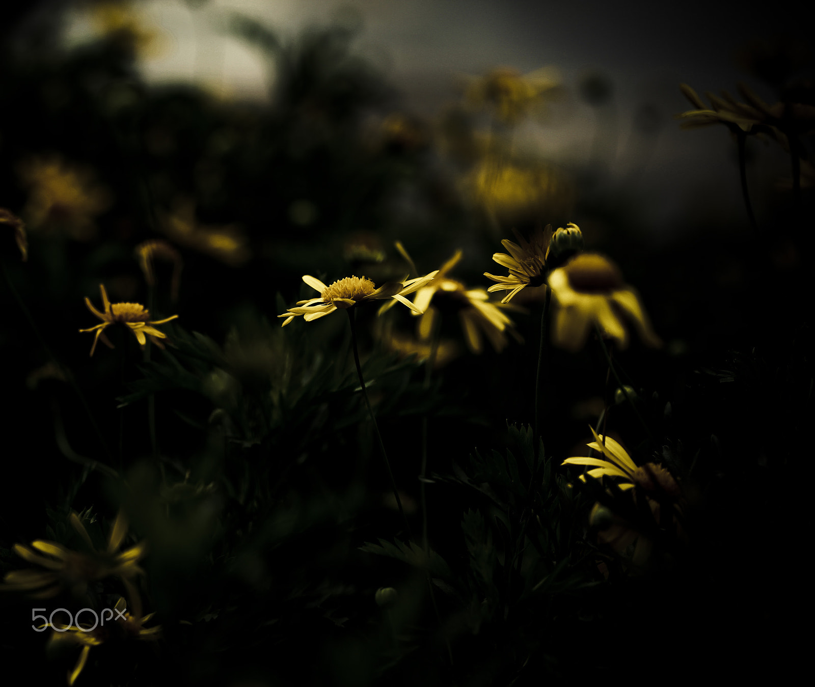 Canon EF 100mm F2.8 Macro USM sample photo. Flor photography