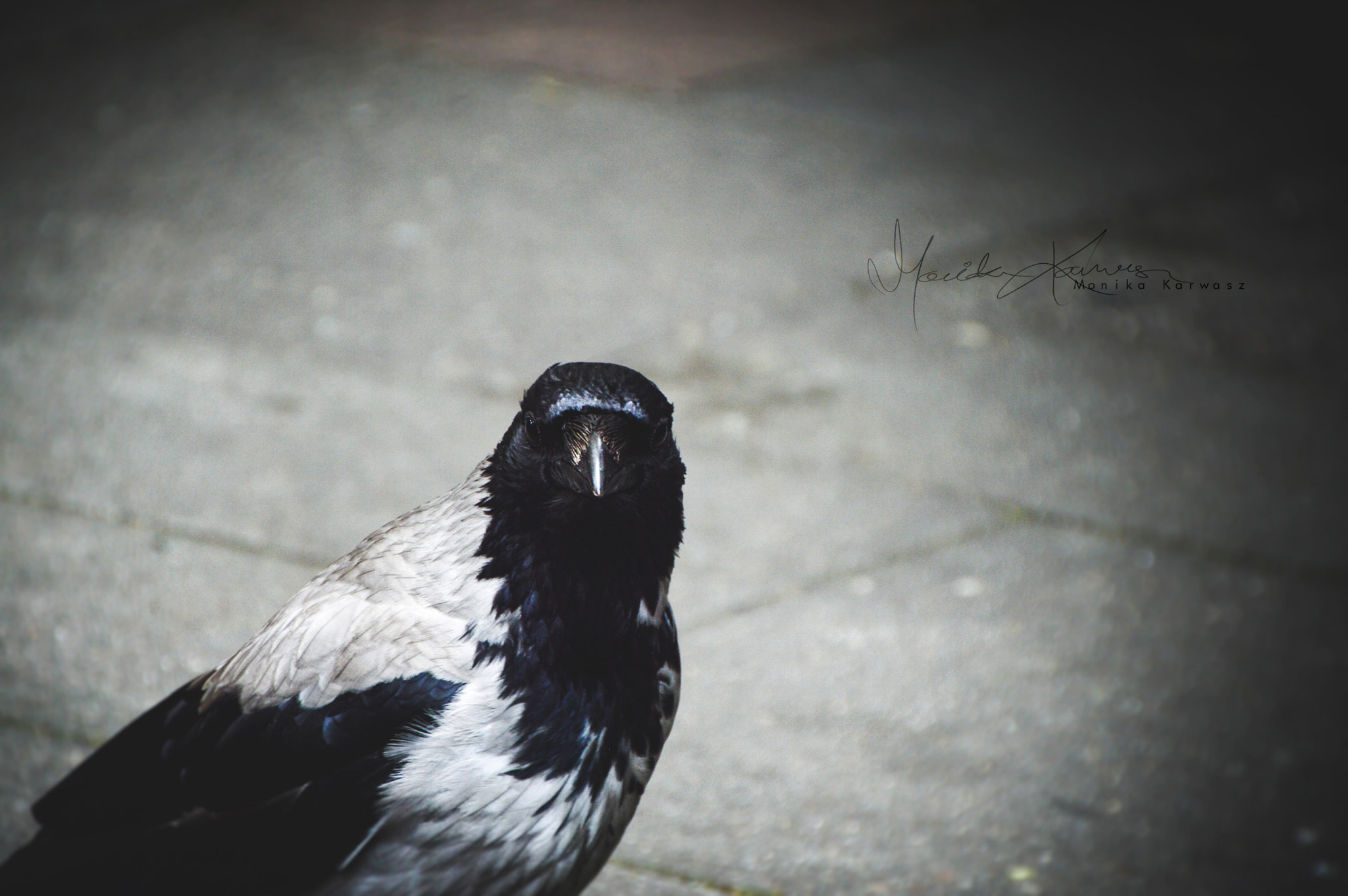 Nikon D3200 sample photo. Crow photography