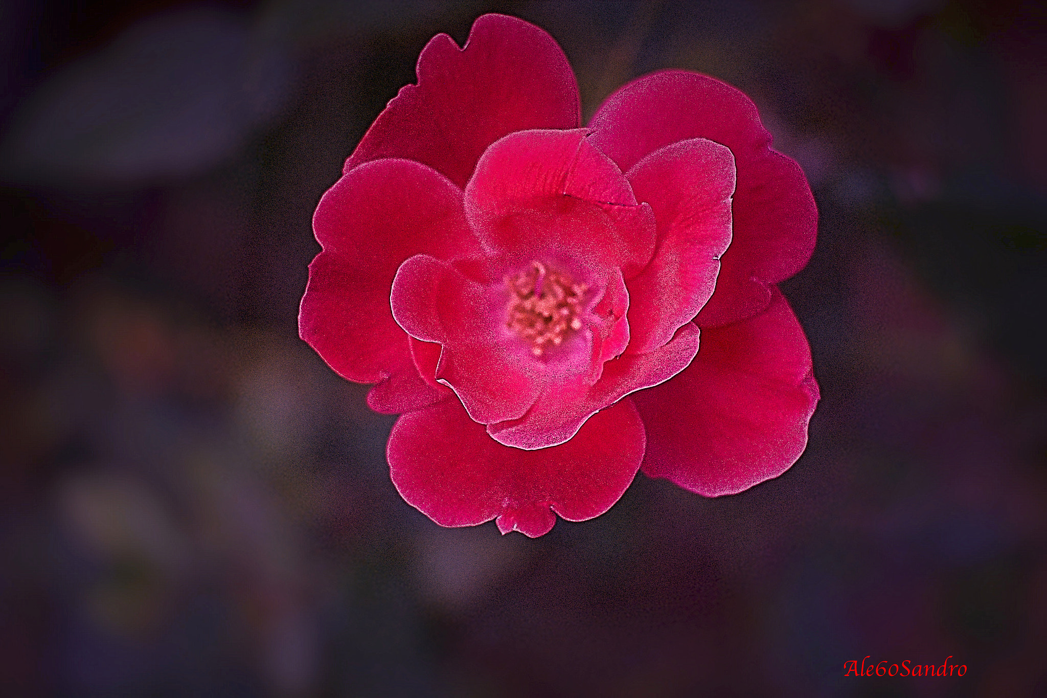 Fujifilm X-E1 + Fujifilm XC 50-230mm F4.5-6.7 OIS sample photo. Fotor photography