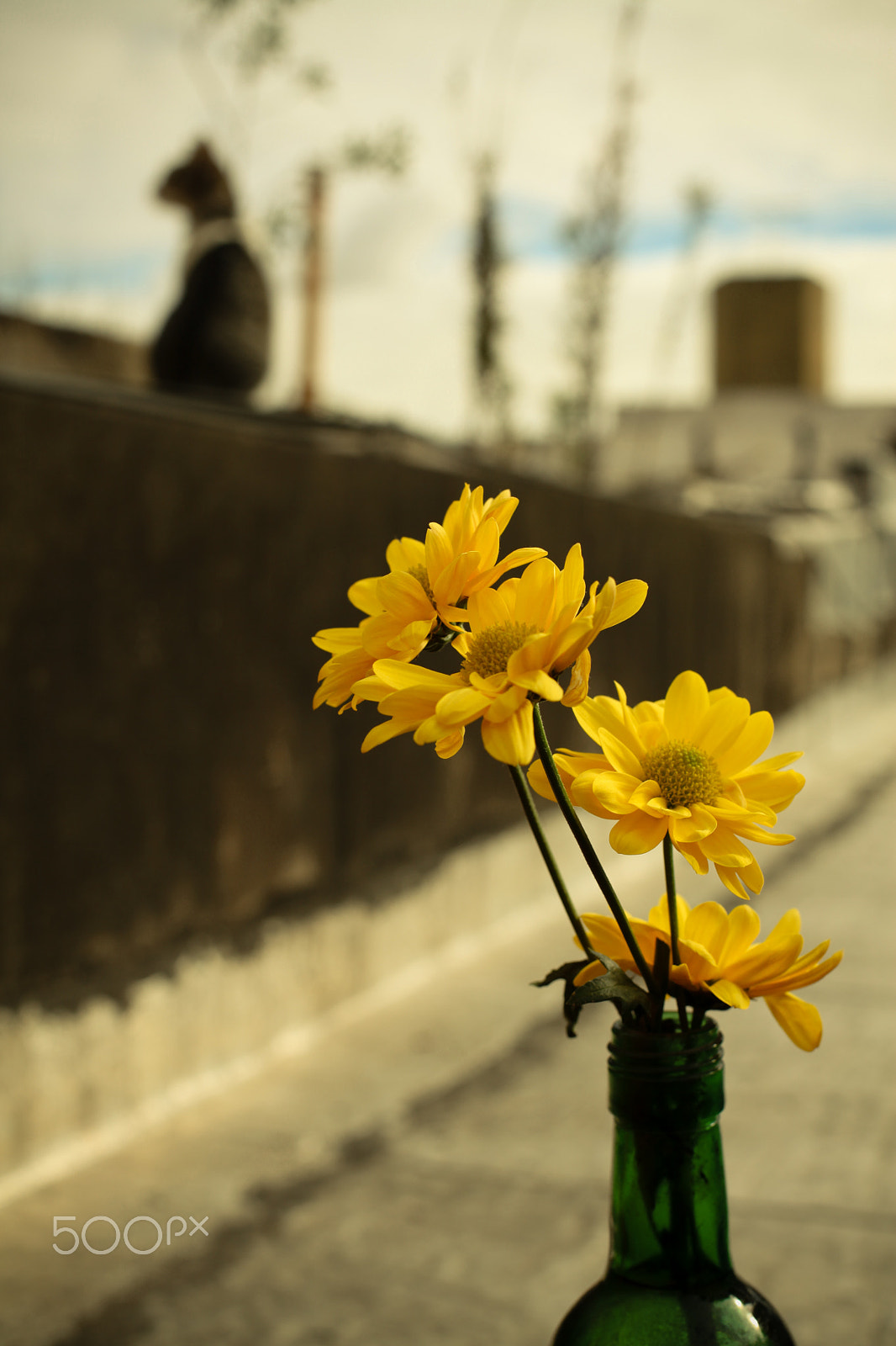 Canon EF 50mm F1.4 USM sample photo. Flor photography
