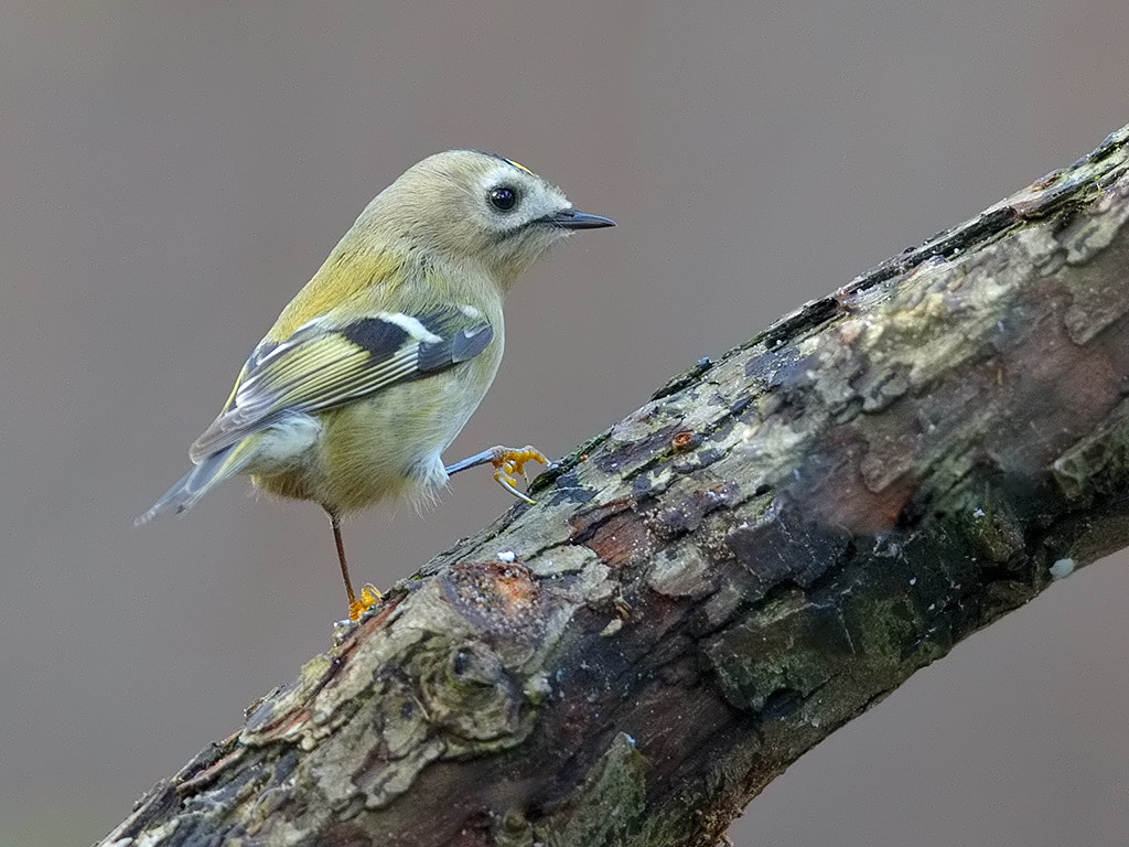 Canon EOS-1D X + Canon EF 600mm F4L IS II USM sample photo. Goldcrest  photography