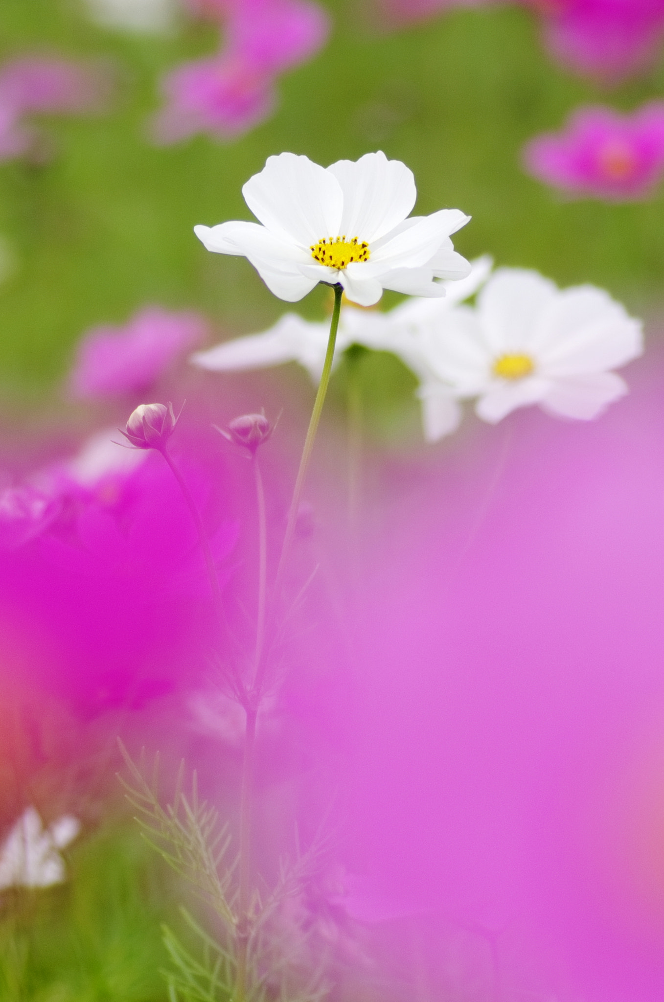 Pentax K-5 sample photo. Cosmos photography