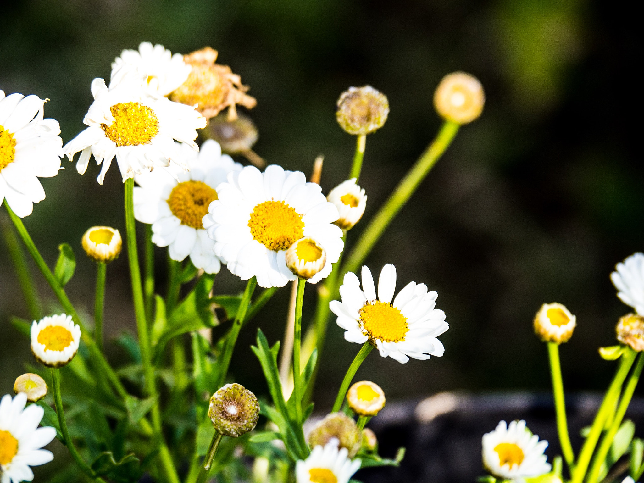 OLYMPUS M.14-150mm F4.0-5.6 II sample photo. Pure marguerite photography