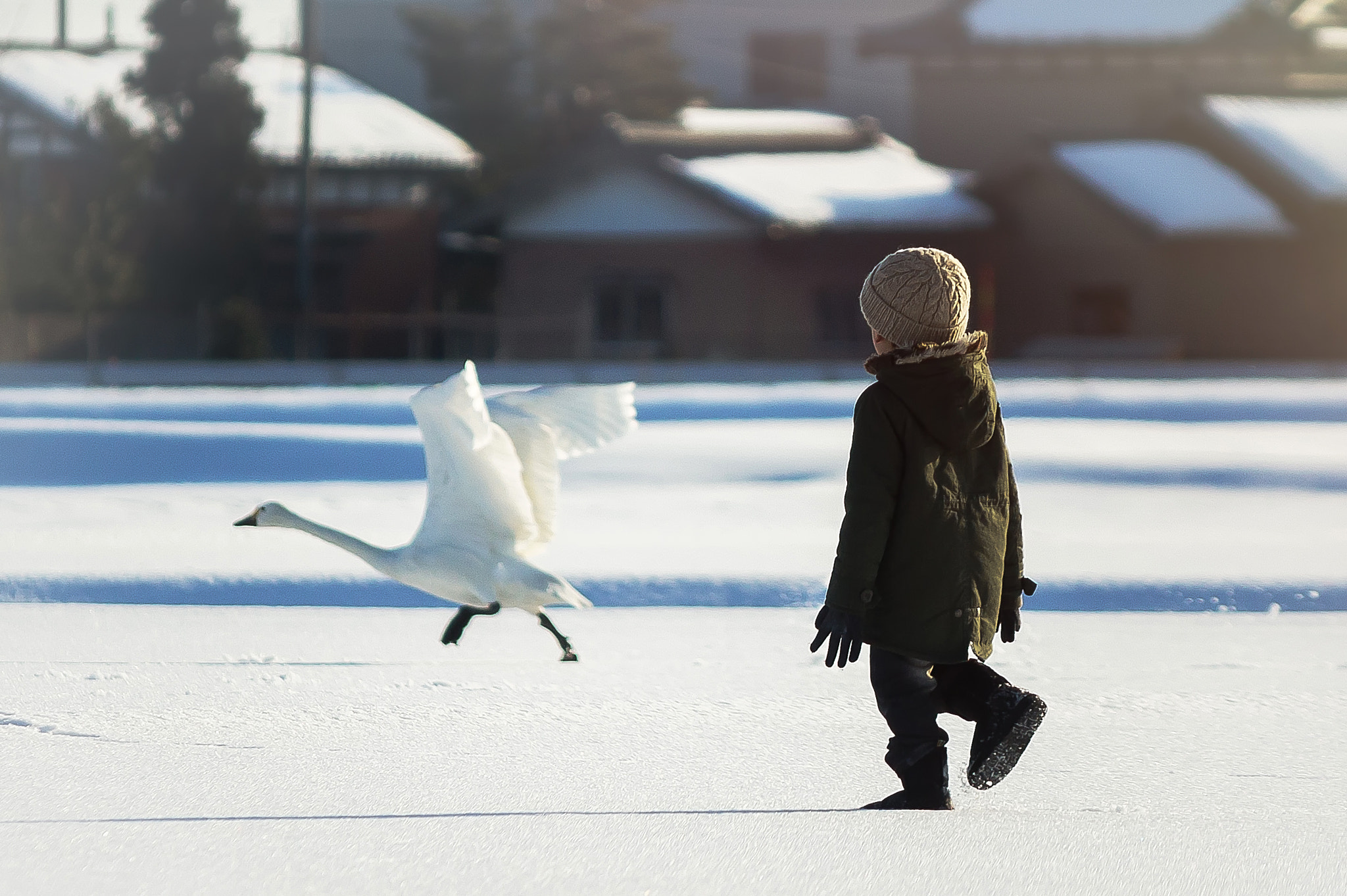 Canon EOS 600D (Rebel EOS T3i / EOS Kiss X5) sample photo. Swan and boy photography
