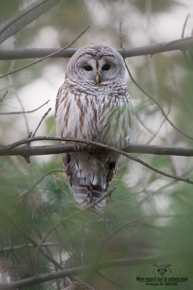 Canon EOS-1D X sample photo. Owl ;) photography