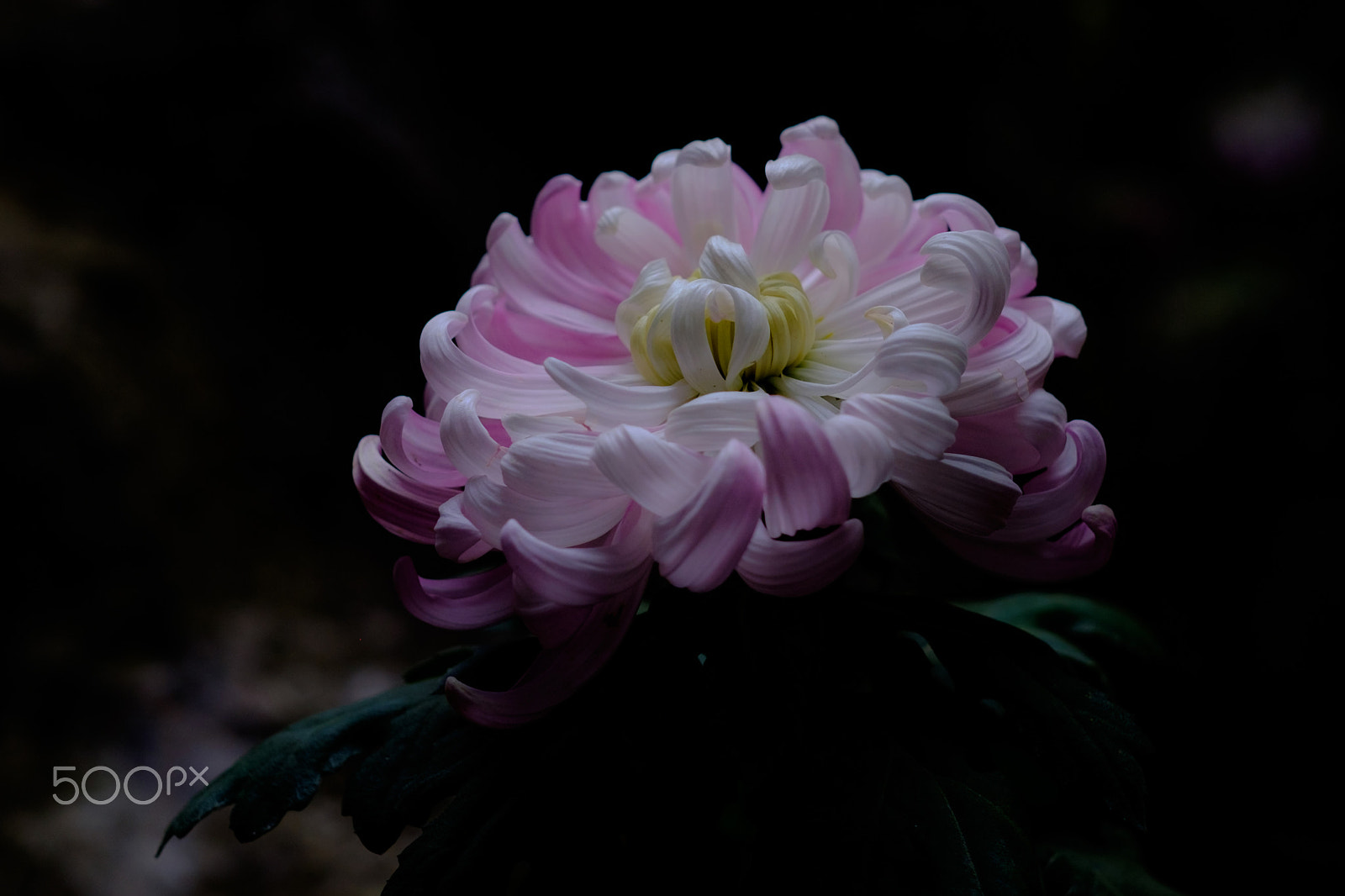 Fujifilm X-T1 + Fujifilm XF 56mm F1.2 R APD sample photo. Chrysanthemum (pink) photography