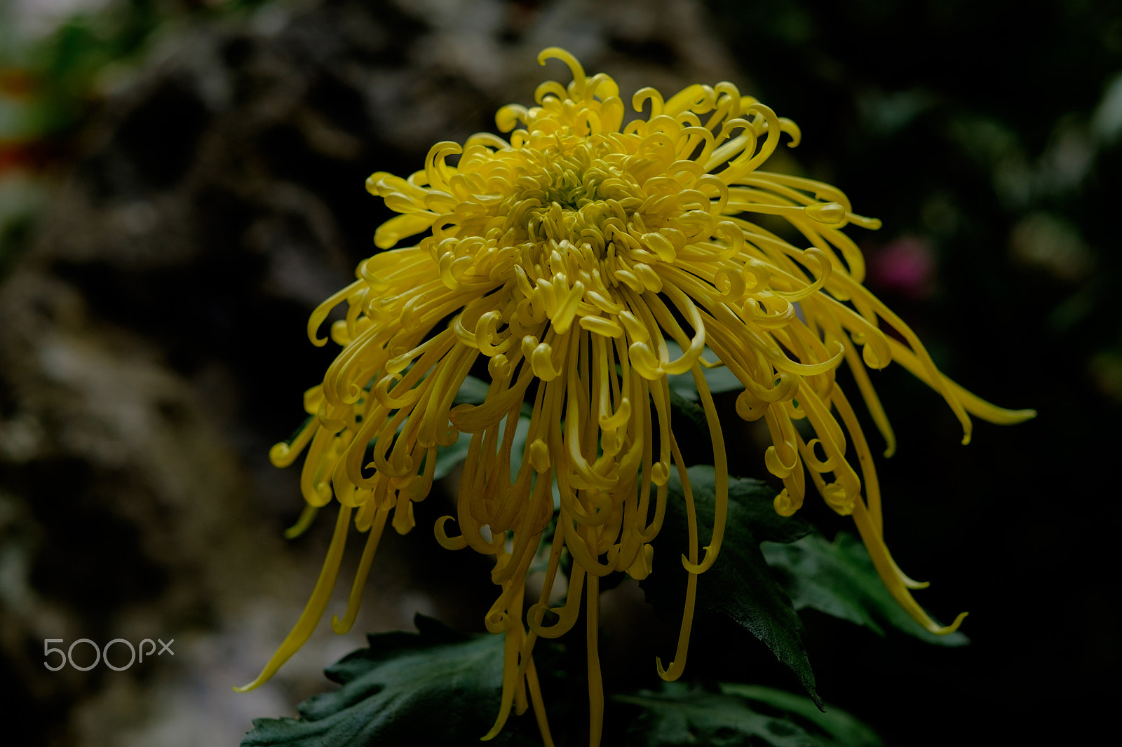 Fujifilm X-T1 + Fujifilm XF 56mm F1.2 R APD sample photo. Chrysanthemum (yellow) photography