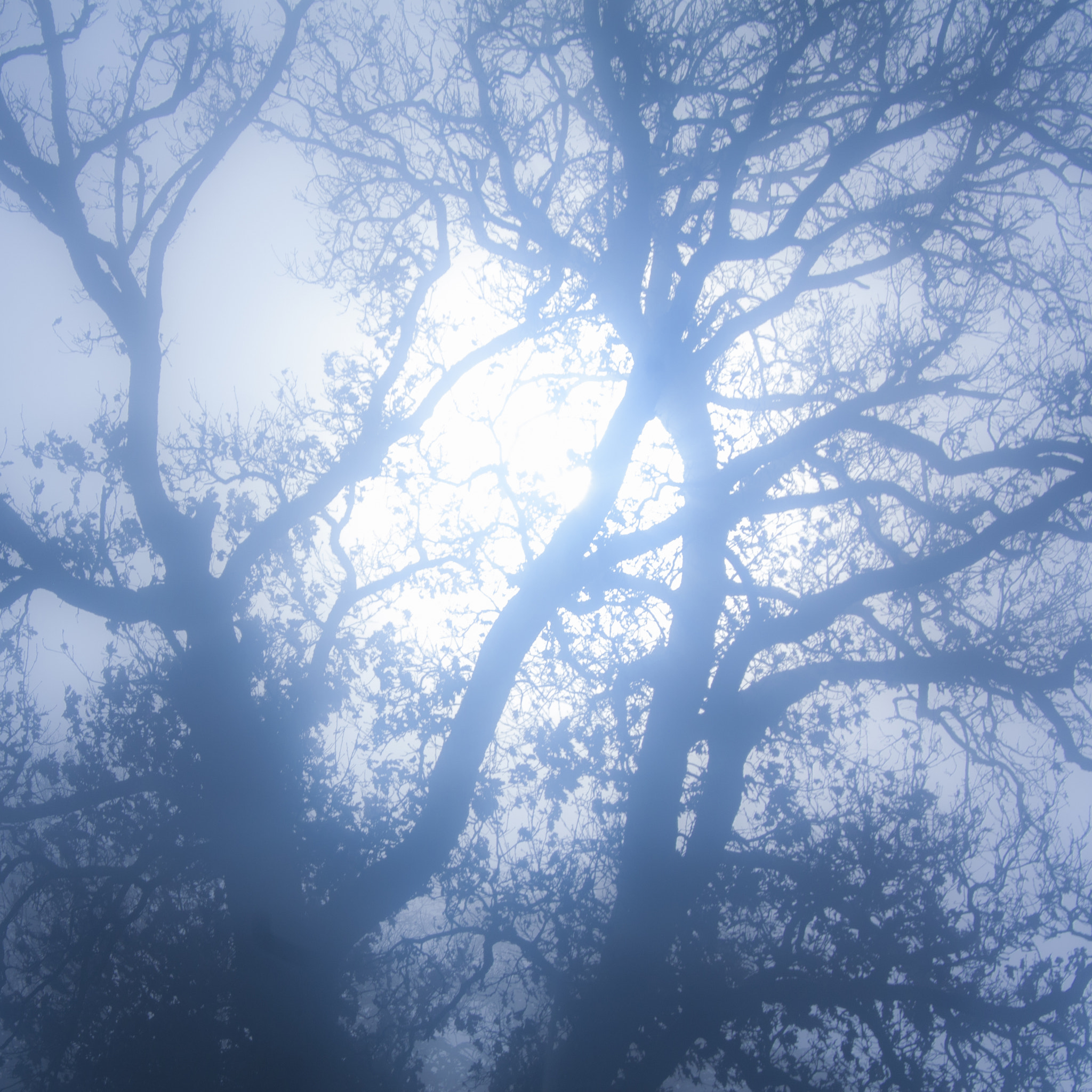 Canon EF-S 18-55mm F3.5-5.6 II sample photo. Mystic fog photography