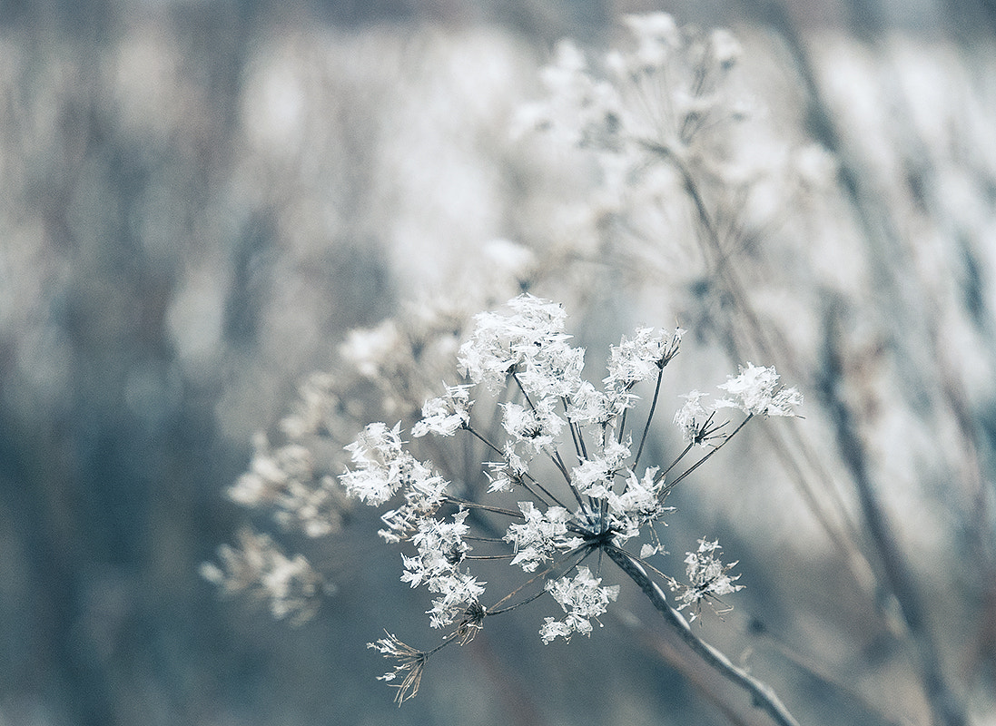 Nikon D60 sample photo. Winter flowers. photography