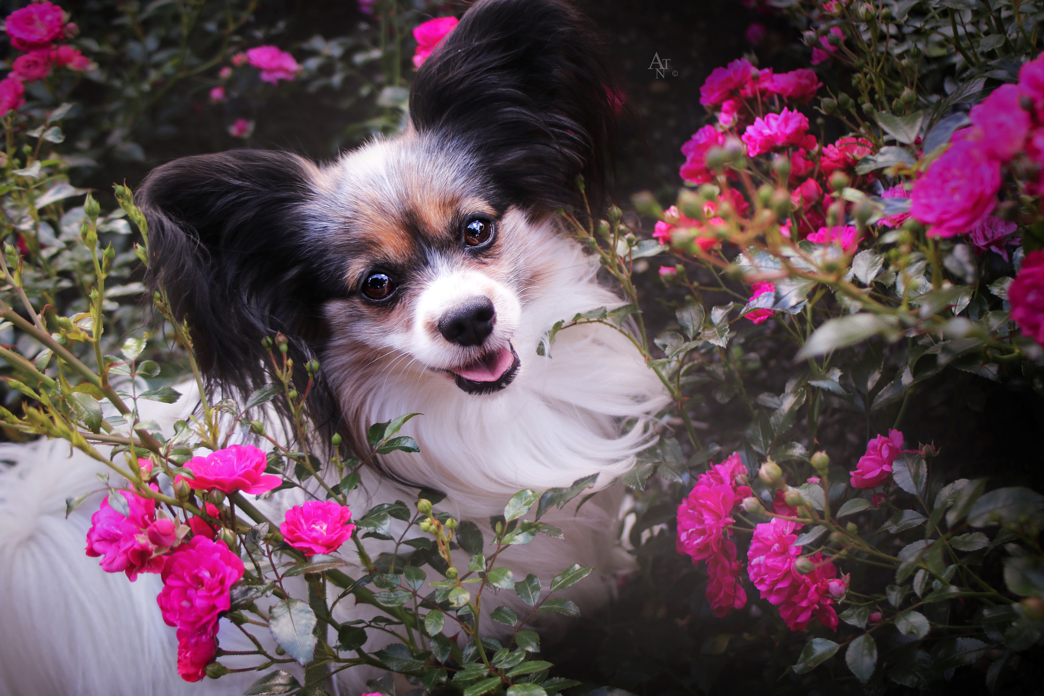 Canon EF 28-80mm f/3.5-5.6 sample photo. Flower boy! photography