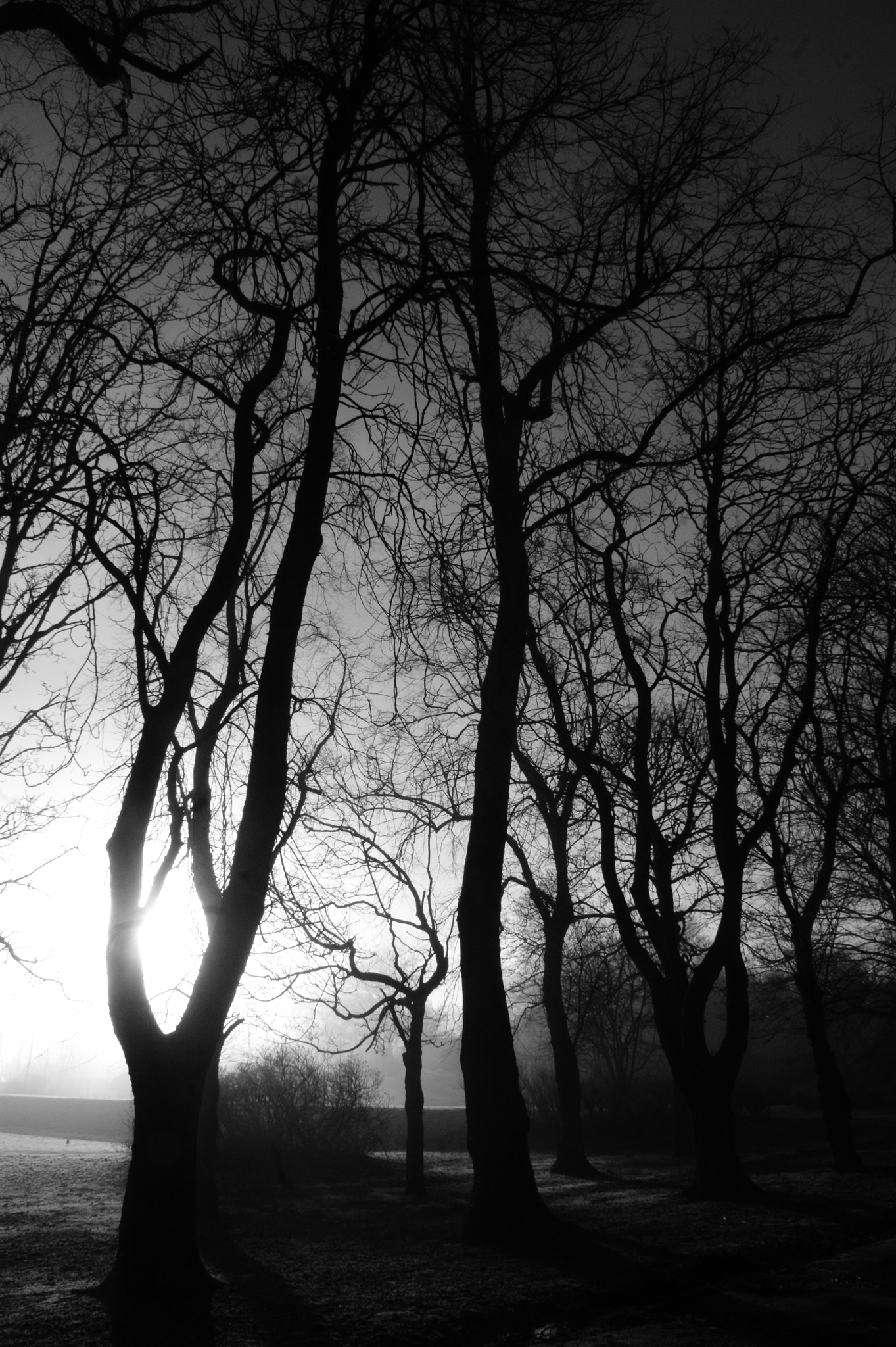Sony Alpha DSLR-A390 sample photo. Winter bones photography
