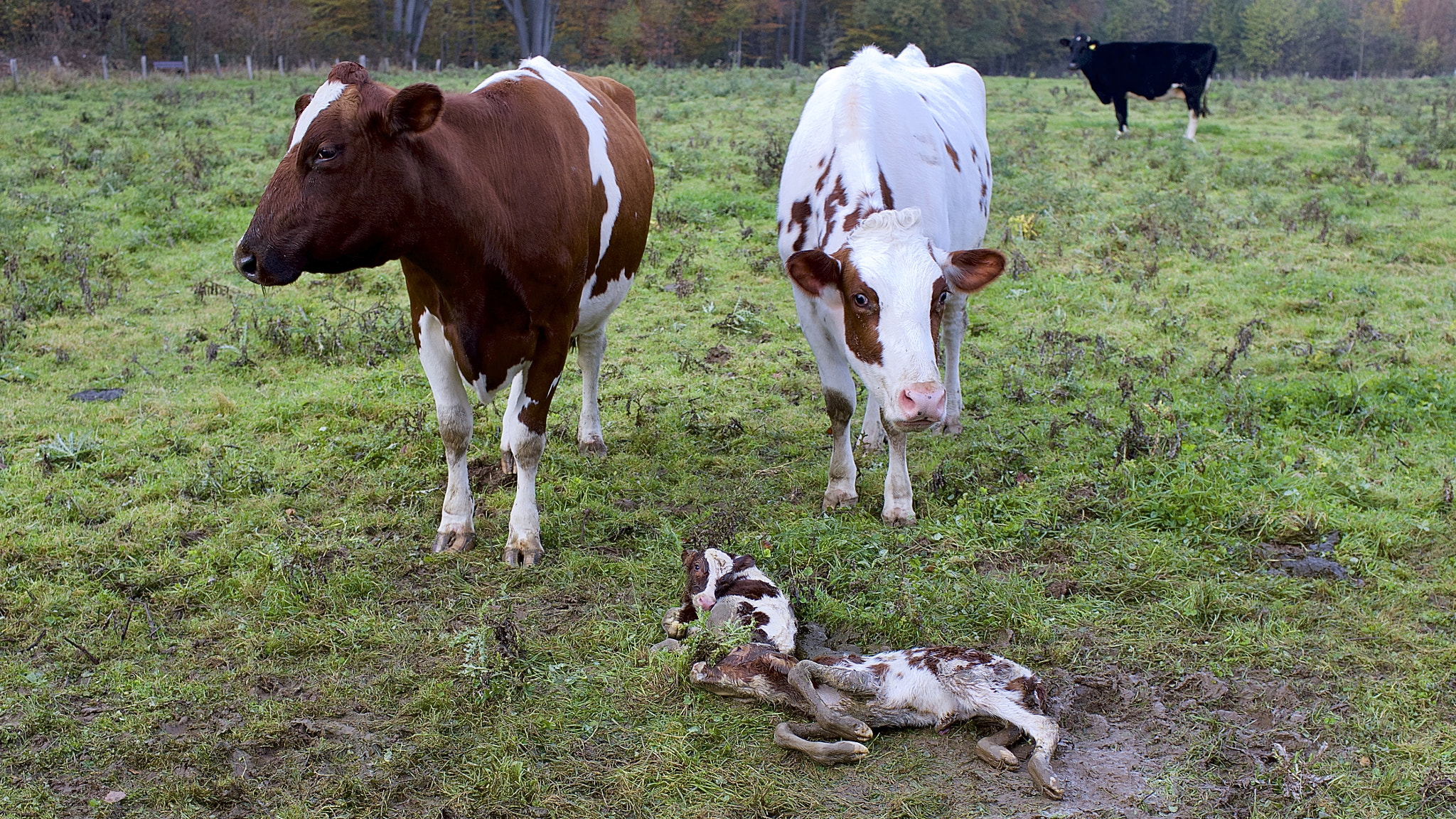 Canon EF 35mm F1.4L USM sample photo. Newborns in november. photography