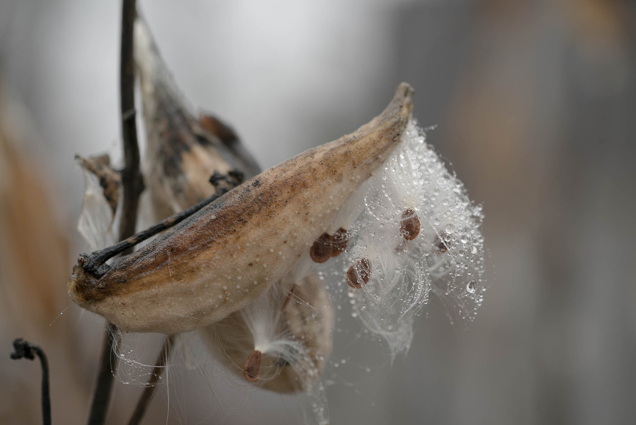 Sony a7S + Sony FE 90mm F2.8 Macro G OSS sample photo