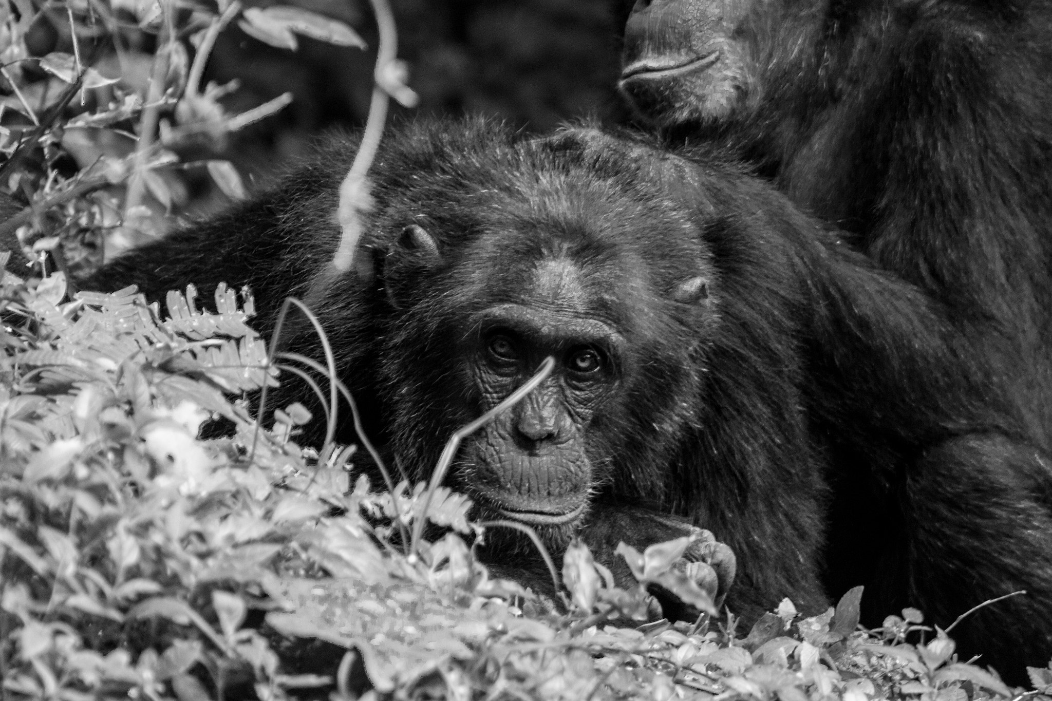 Canon EOS 500D (EOS Rebel T1i / EOS Kiss X3) + EF75-300mm f/4-5.6 sample photo. Musa's stare photography