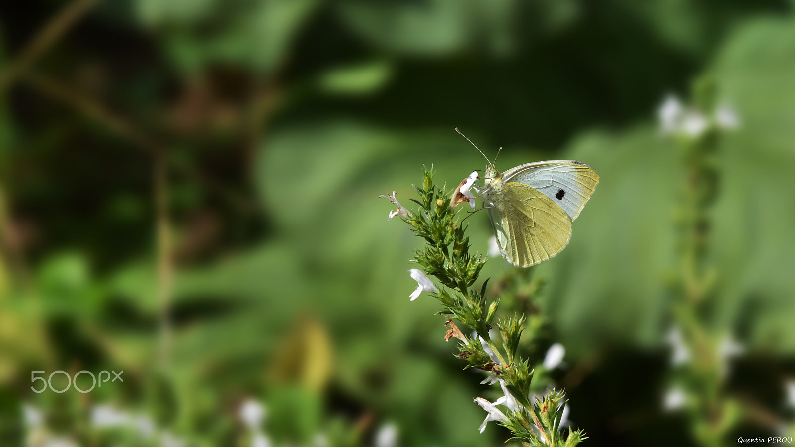 Nikon AF-S Micro-Nikkor 105mm F2.8G IF-ED VR sample photo. Butterfly photography