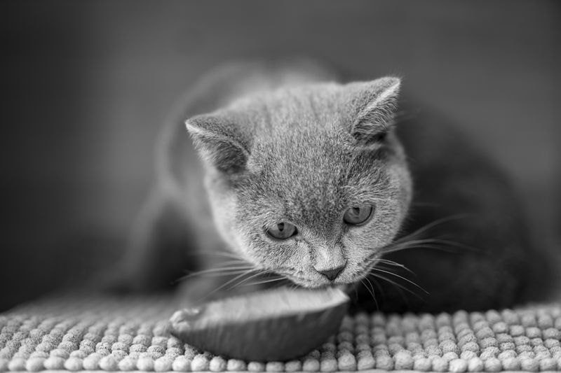 Sony a7 II + E 50mm F1.4 sample photo. Cat kitty photography