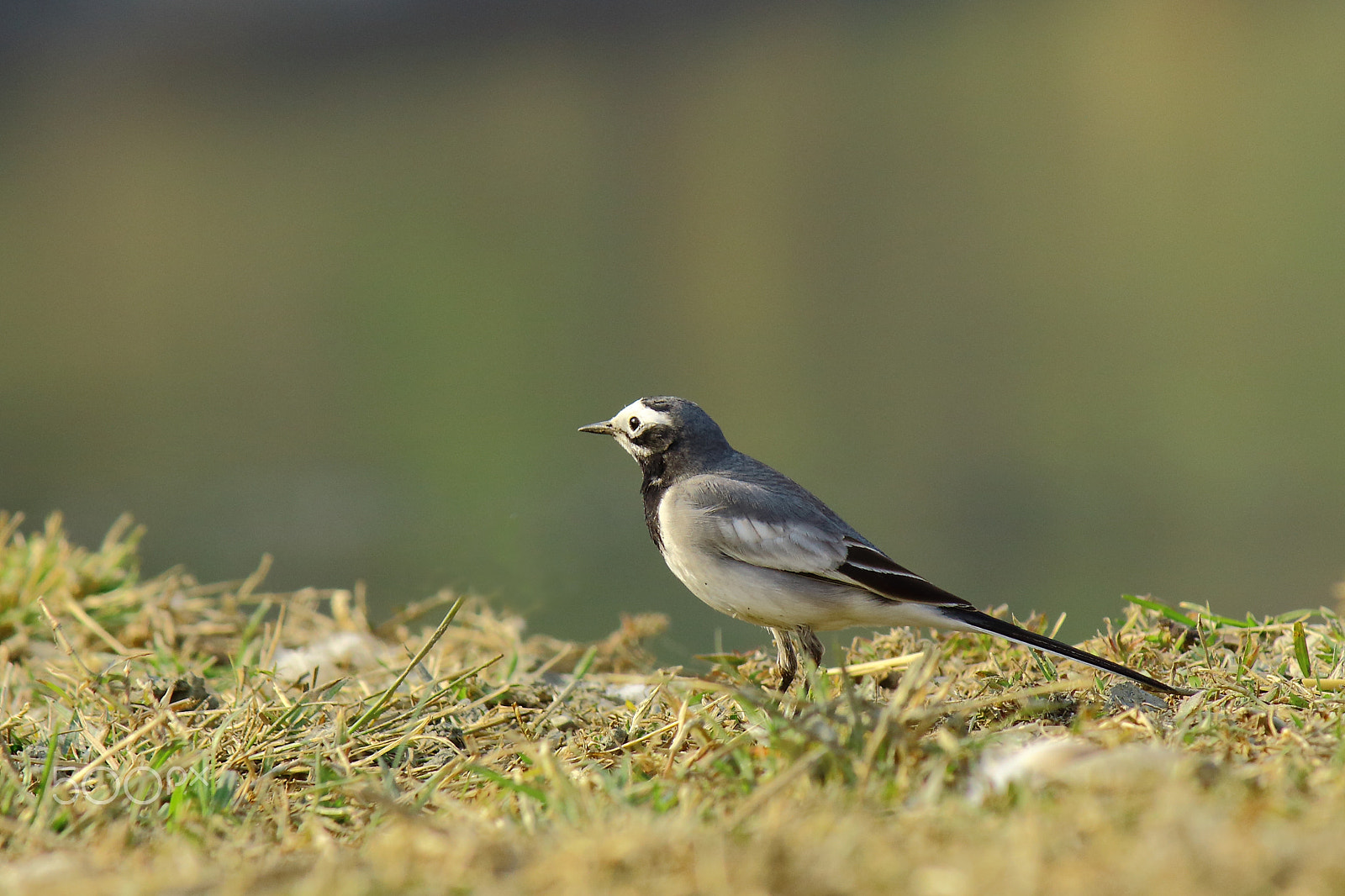 Canon EF-S 55-250mm F4-5.6 IS sample photo. White wagtail photography
