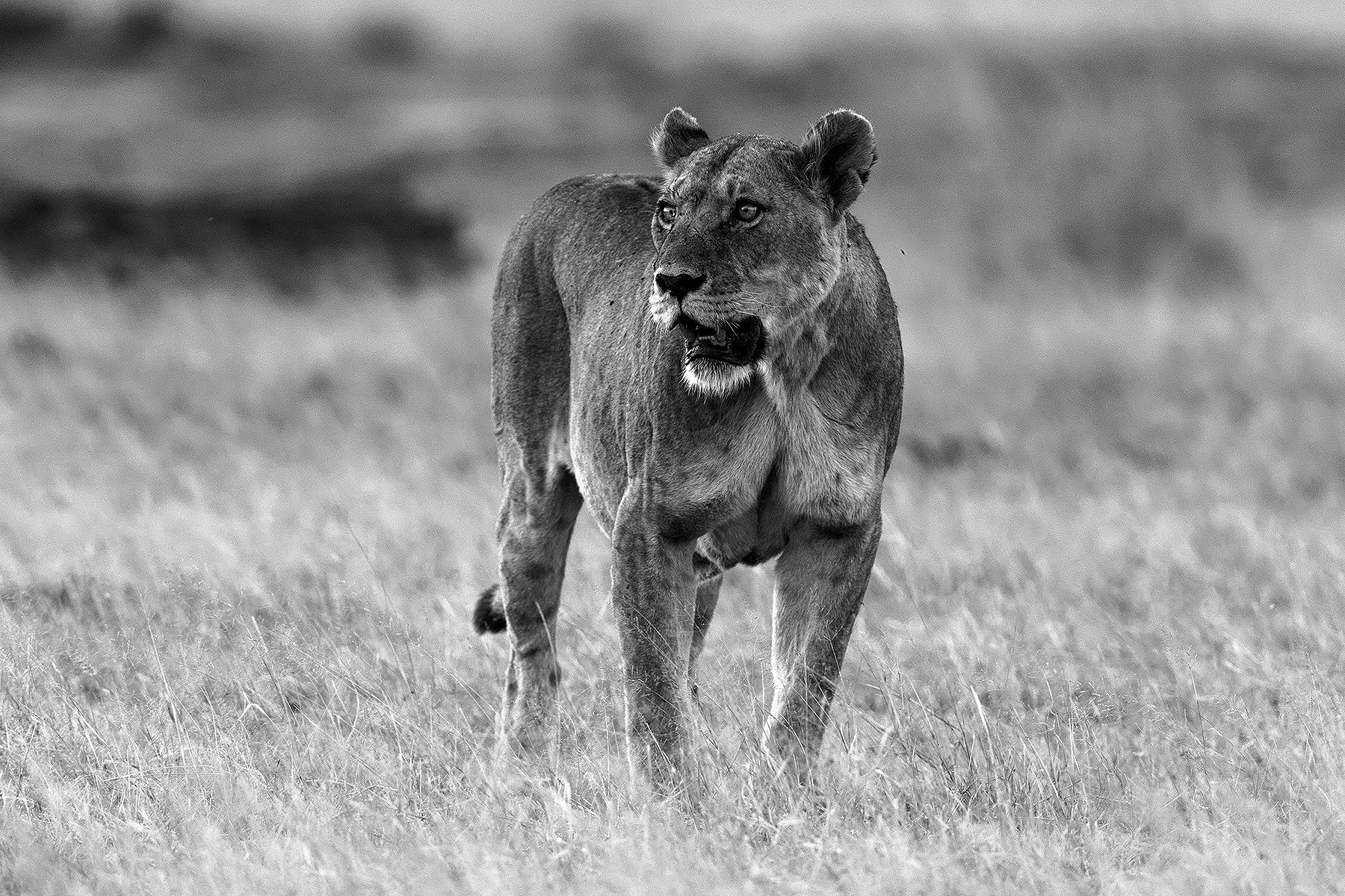 Canon EF 600mm F4L IS II USM sample photo. Amboseli lioness photography