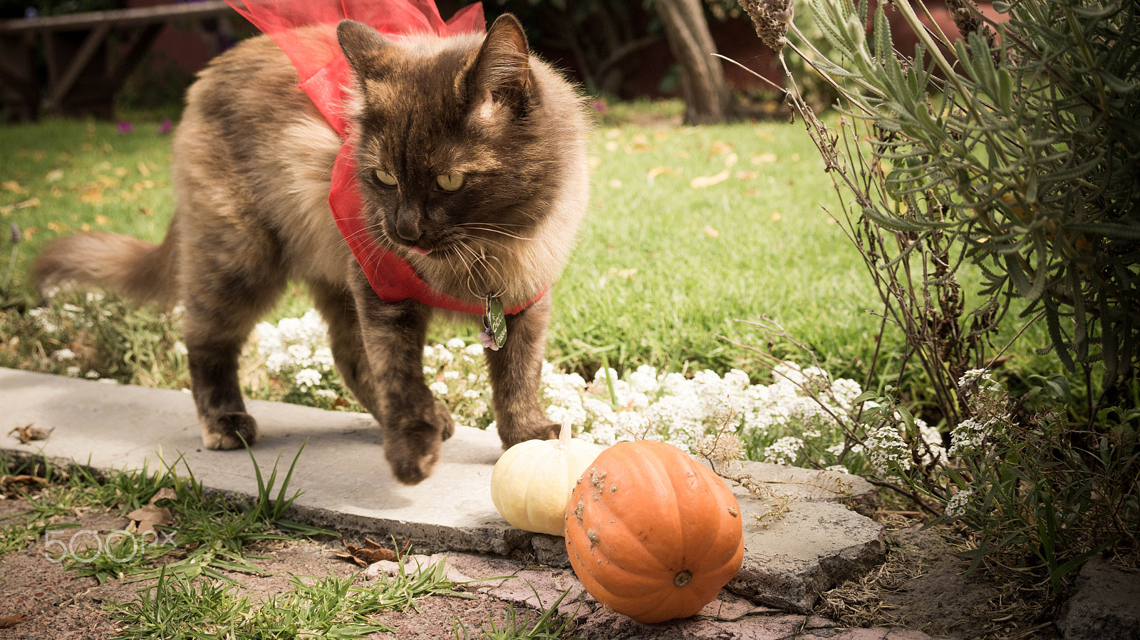 E 18-50mm F4-5.6 sample photo. Choco devil photography
