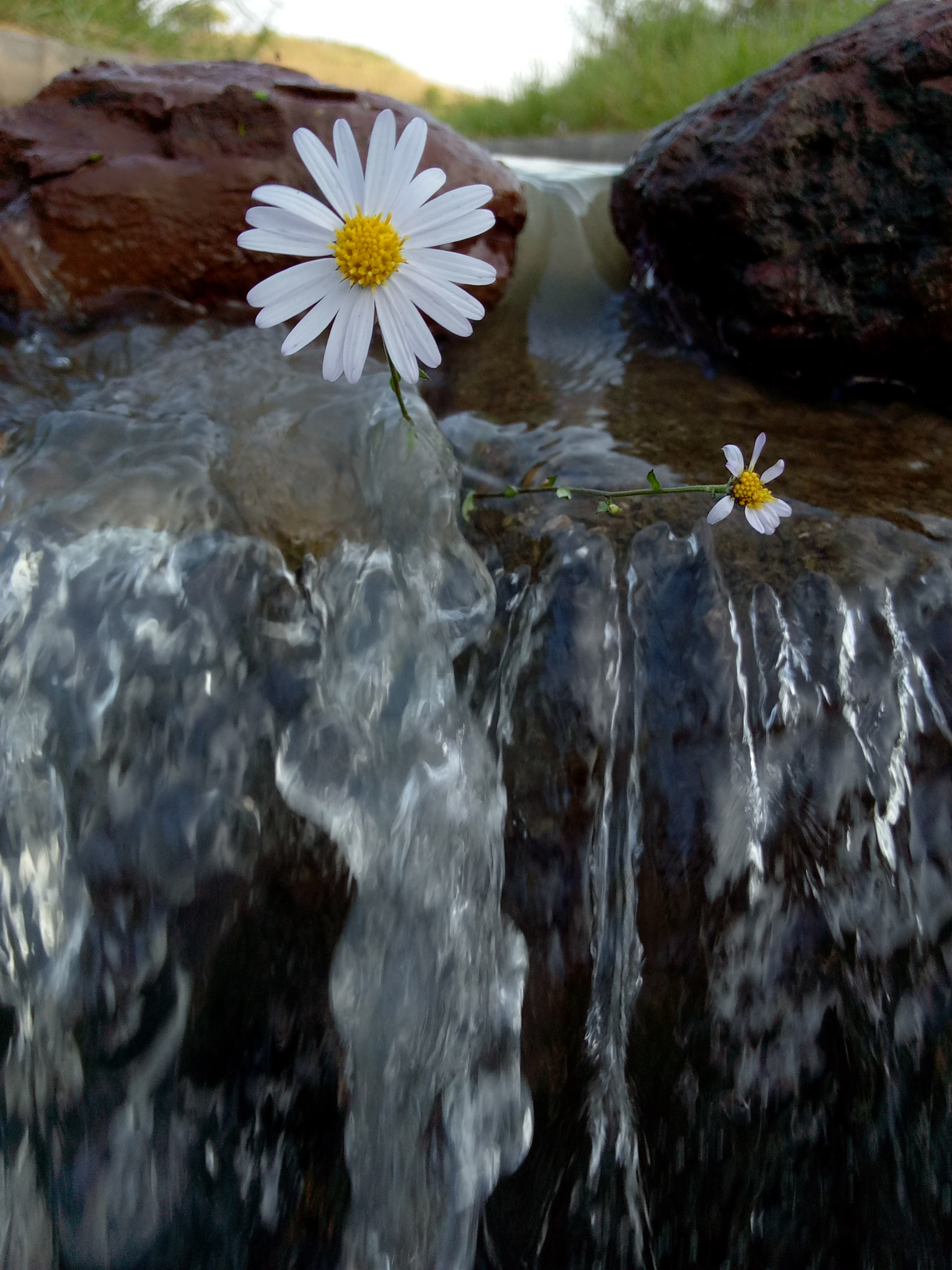 OPPO A37M sample photo