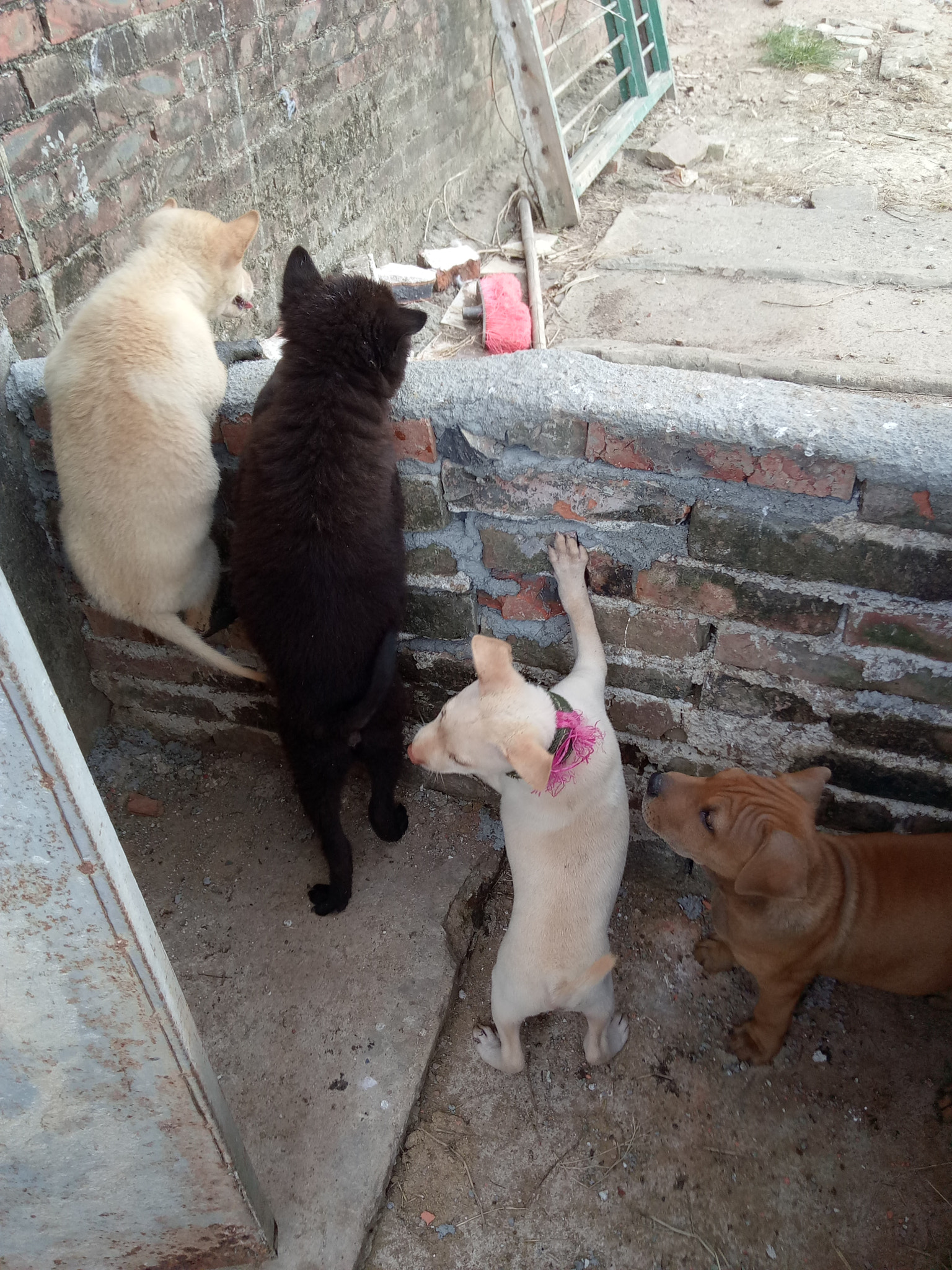 OPPO A37M sample photo