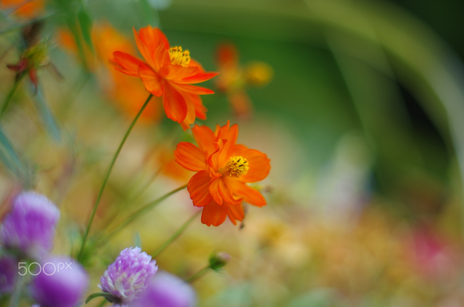 Pentax smc FA 50mm F1.4 sample photo. Feast of color photography