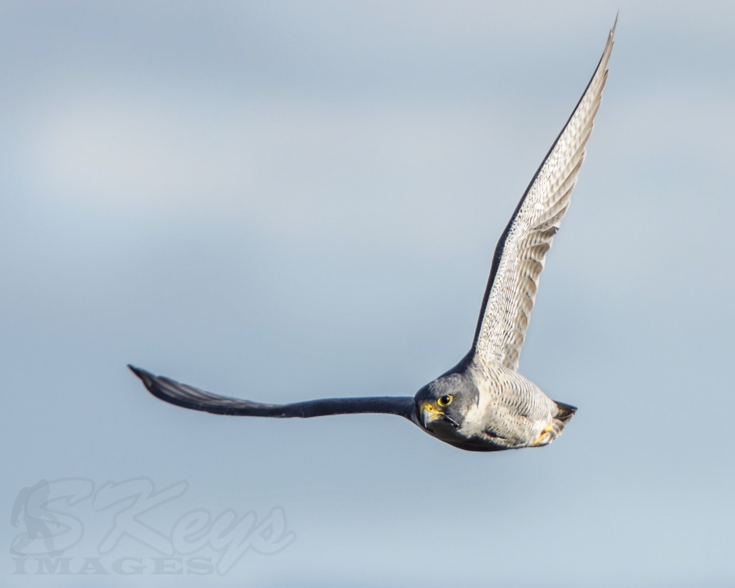 Sigma 500mm F4.5 EX DG HSM sample photo. Fall flight (peregrine falcon) photography