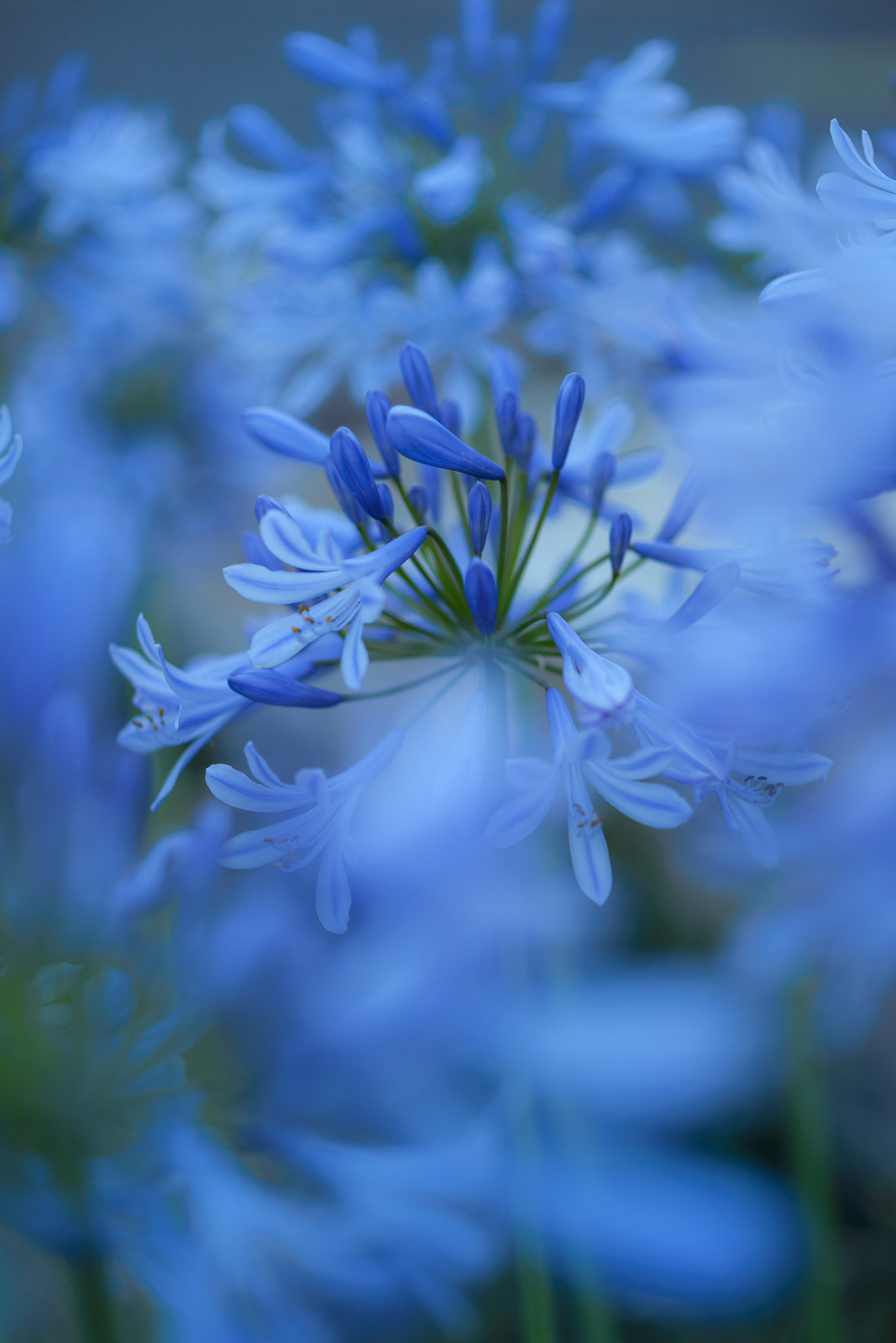 ZEISS Makro-Planar T* 50mm F2 sample photo. Agapanthus photography